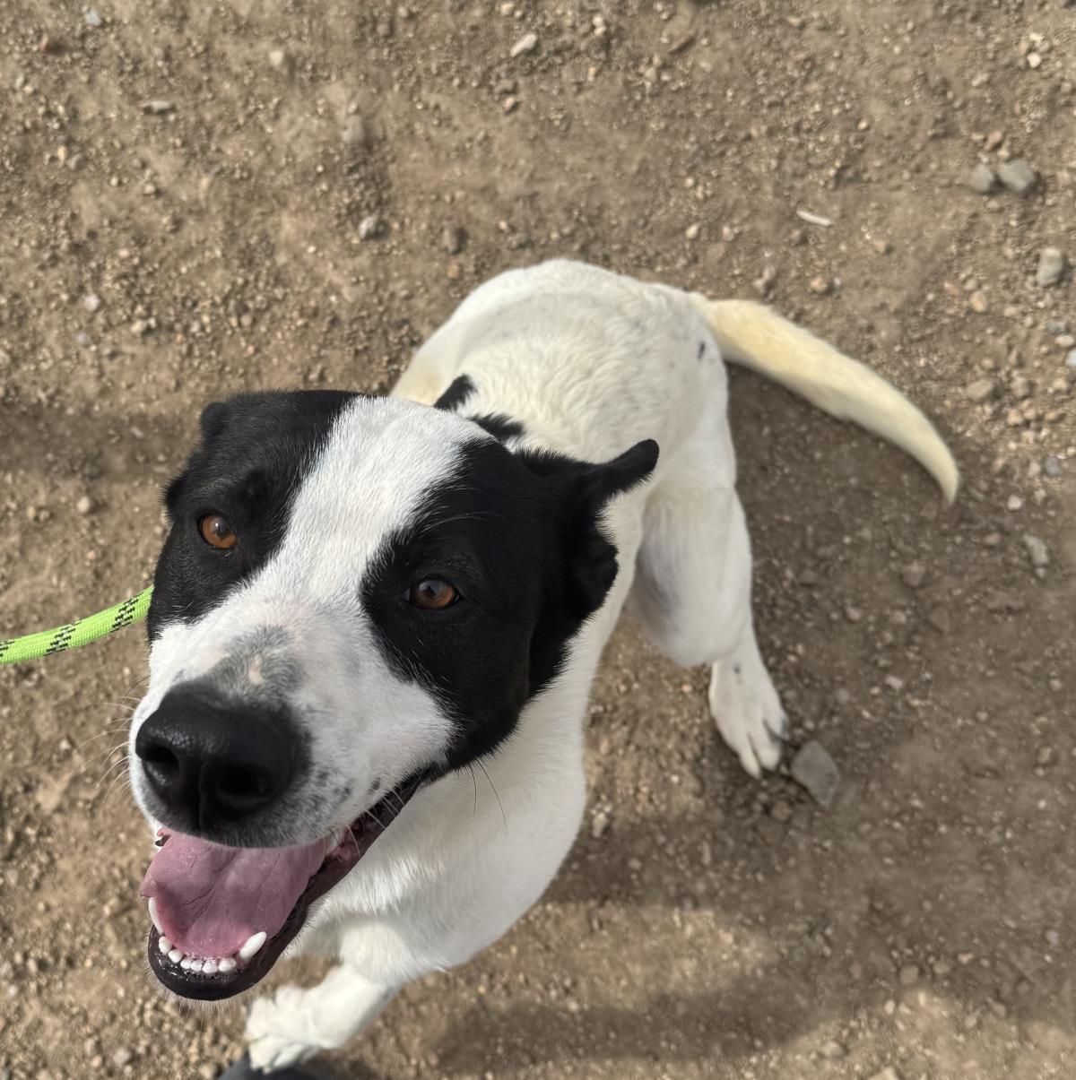 Enlarge Moomoo, a Adoptable mixed breed in Stagecoach, NV image 1/1