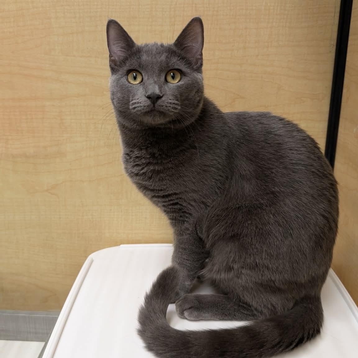 Enlarge Ashley , a ADOPTABLE Domestic Short Hair in Sewell, NJ image 2/3