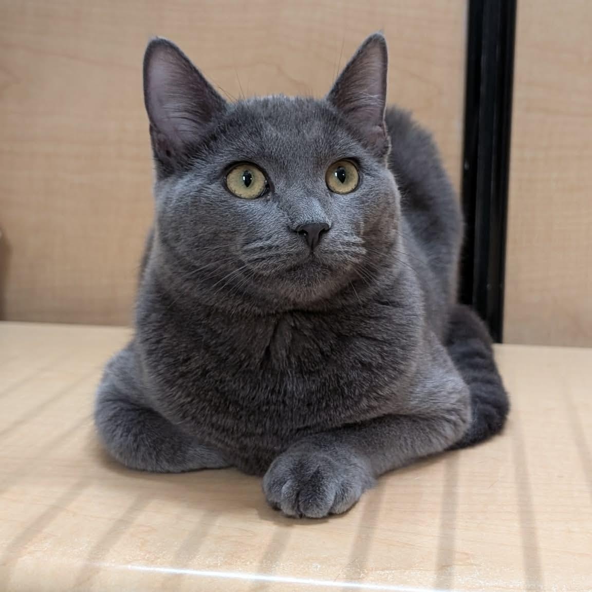 Enlarge Ashley , a ADOPTABLE Domestic Short Hair in Sewell, NJ image 3/3