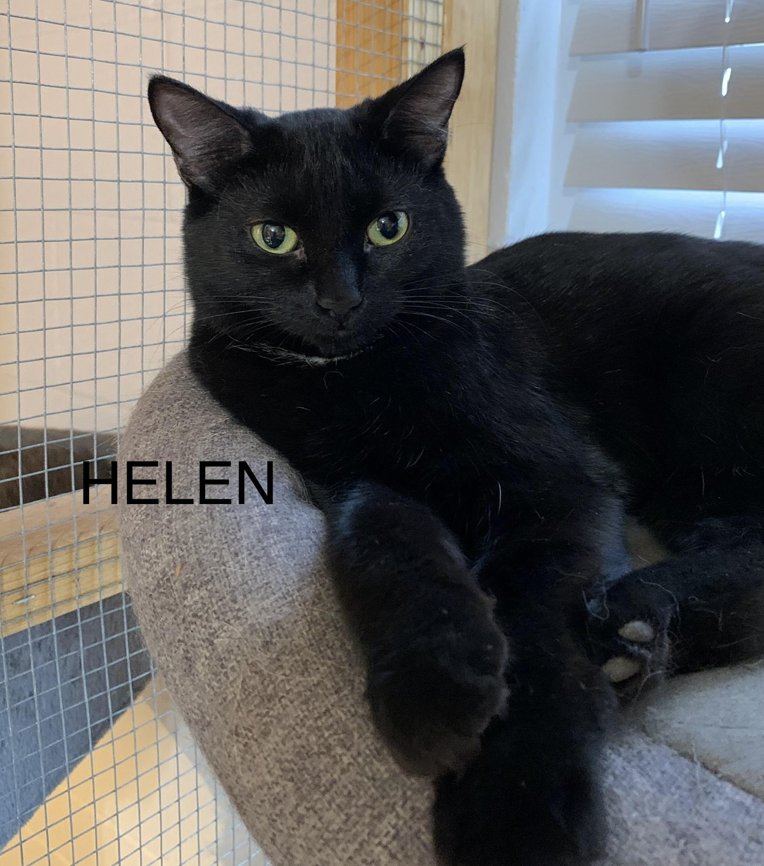 Enlarge Helen (of Troy), a Adoptable Domestic Short Hair in Saint Charles, MO image 1/1