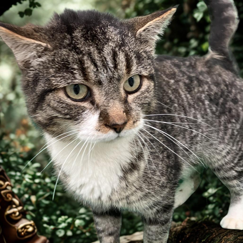 Wyatt, Adoptable, Adult Male Domestic Short Hair.