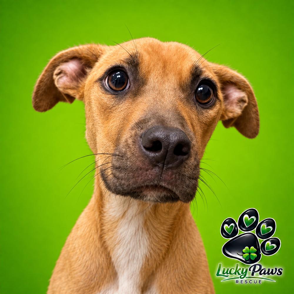 Dolly, Adoptable, Young Female Black Mouth Cur.