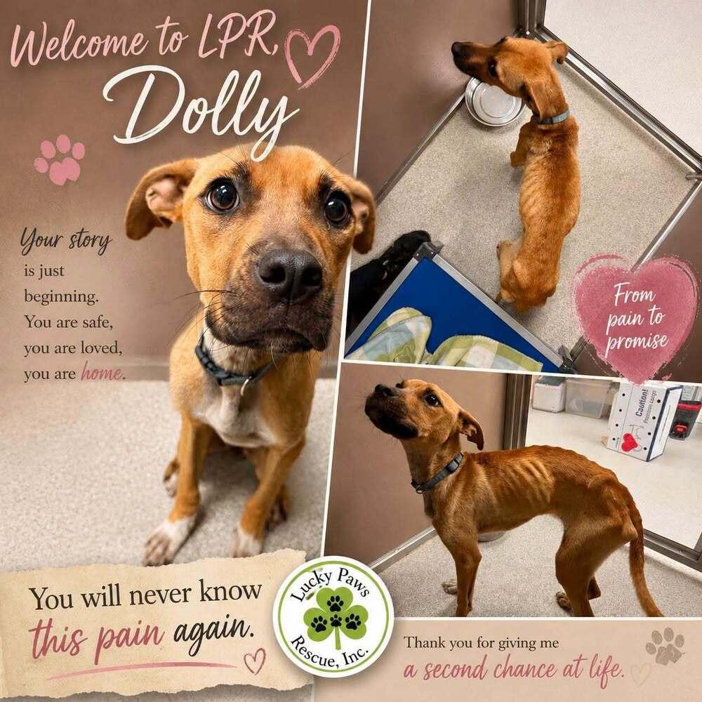 Enlarge Dolly, a Adoptable mixed breed in Sumter, SC image 2/5