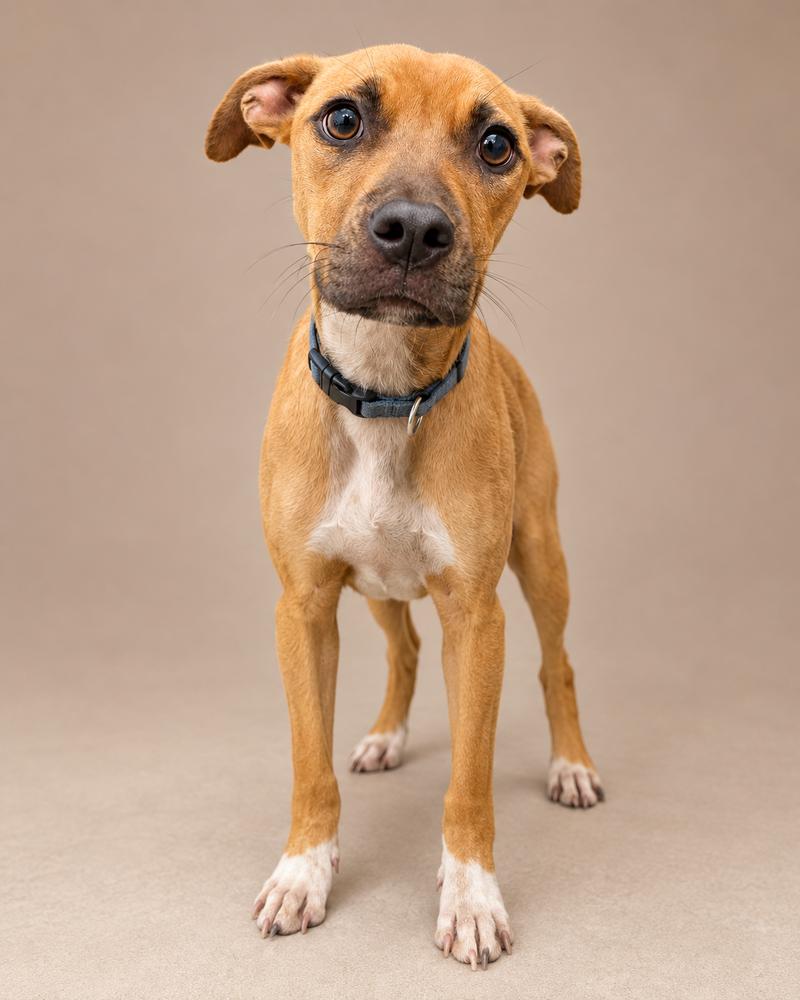 Enlarge Dolly, a Adoptable mixed breed in Sumter, SC image 3/5