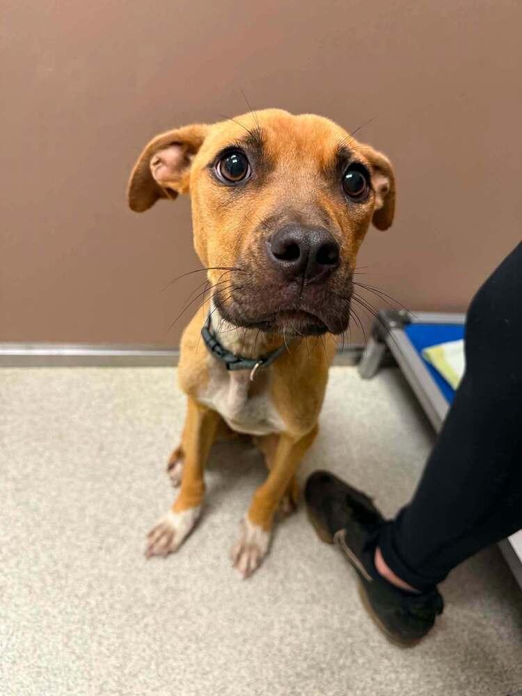 Enlarge Dolly, a Adoptable mixed breed in Sumter, SC image 5/5