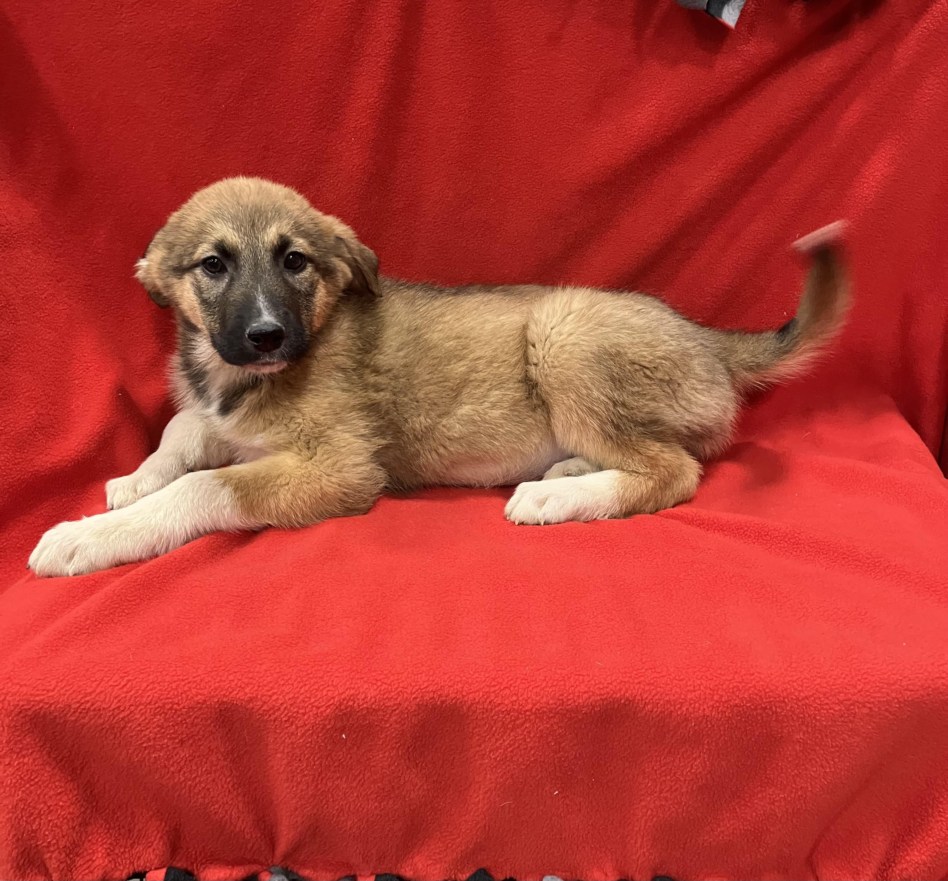 Enlarge Lisa, a ADOPTABLE mixed breed in Henderson, NV image 1/3