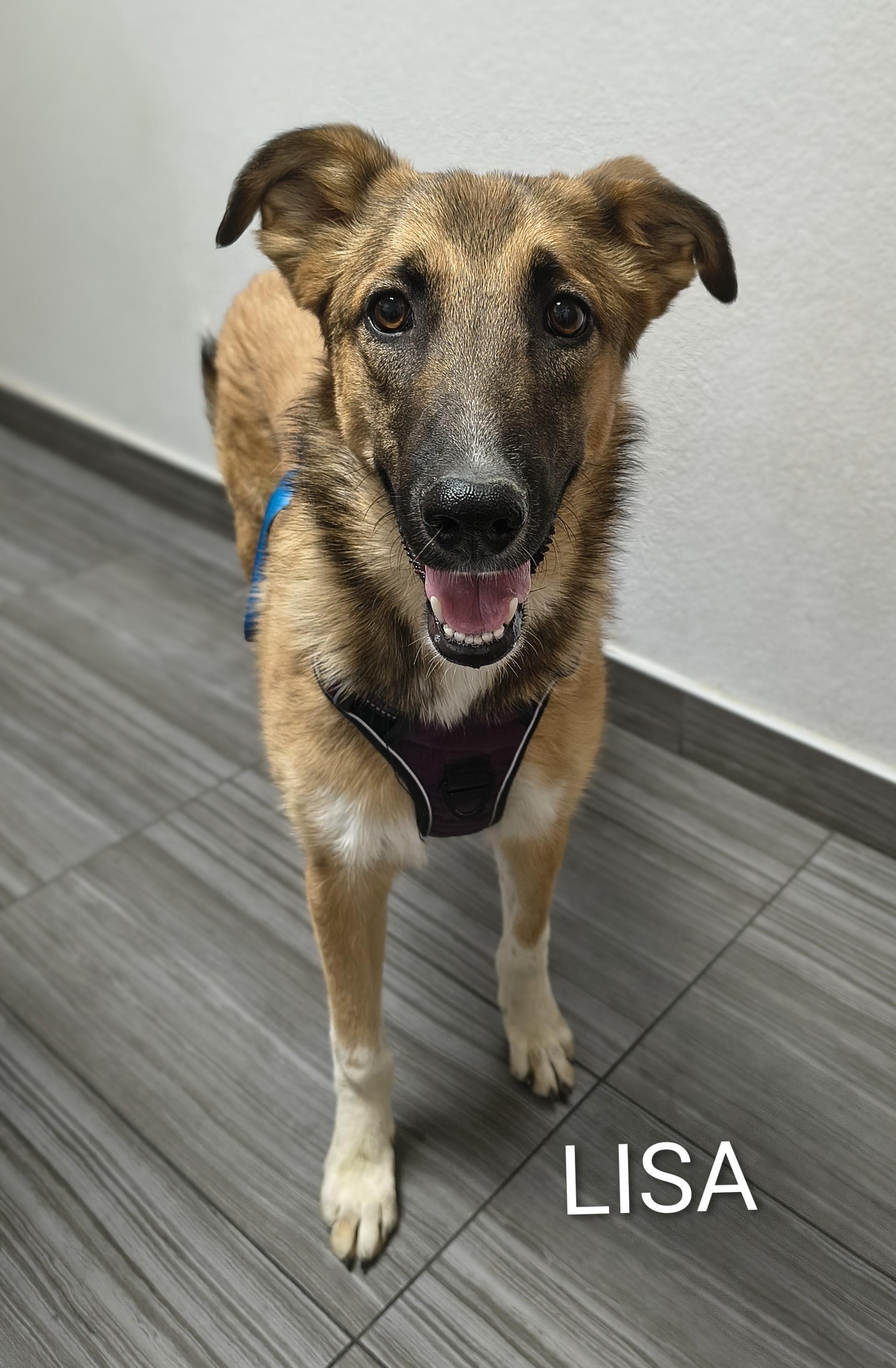 Enlarge Lisa, a ADOPTABLE mixed breed in Henderson, NV image 1/2