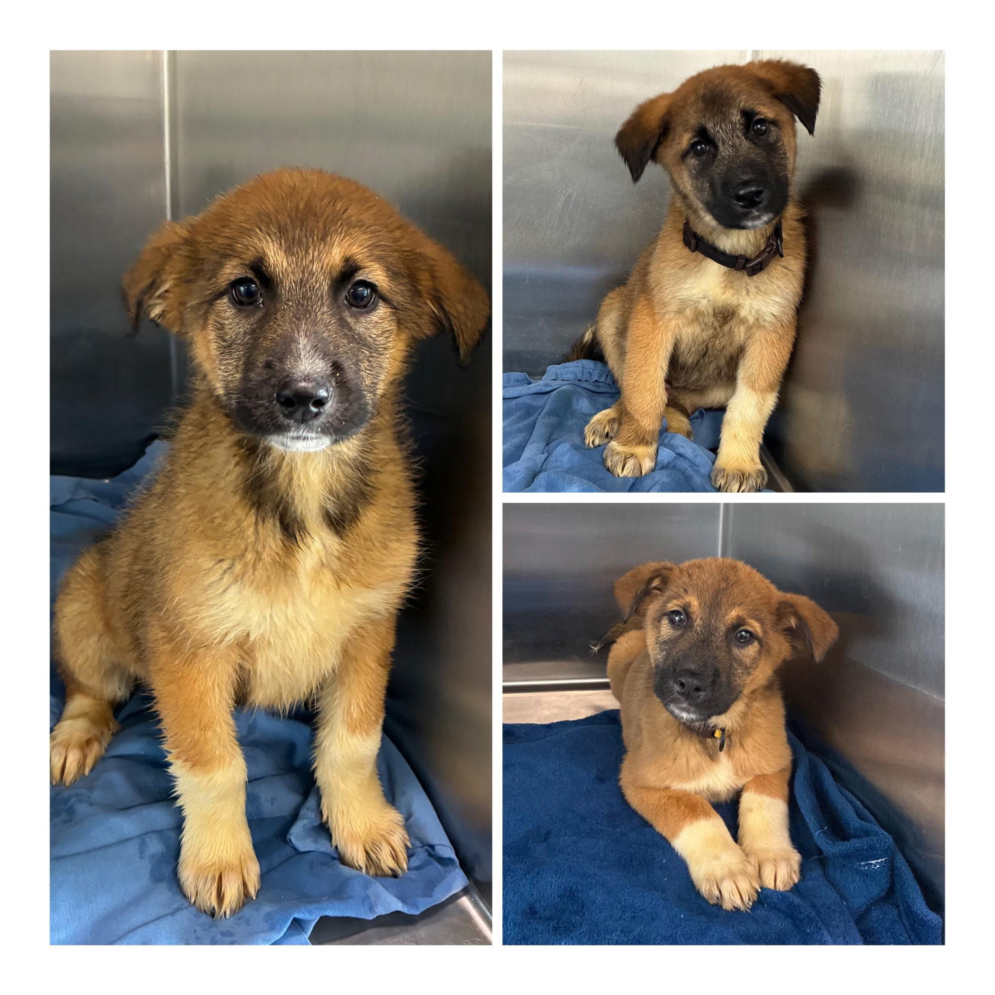 Enlarge Lisa, a ADOPTABLE mixed breed in Henderson, NV image 3/3