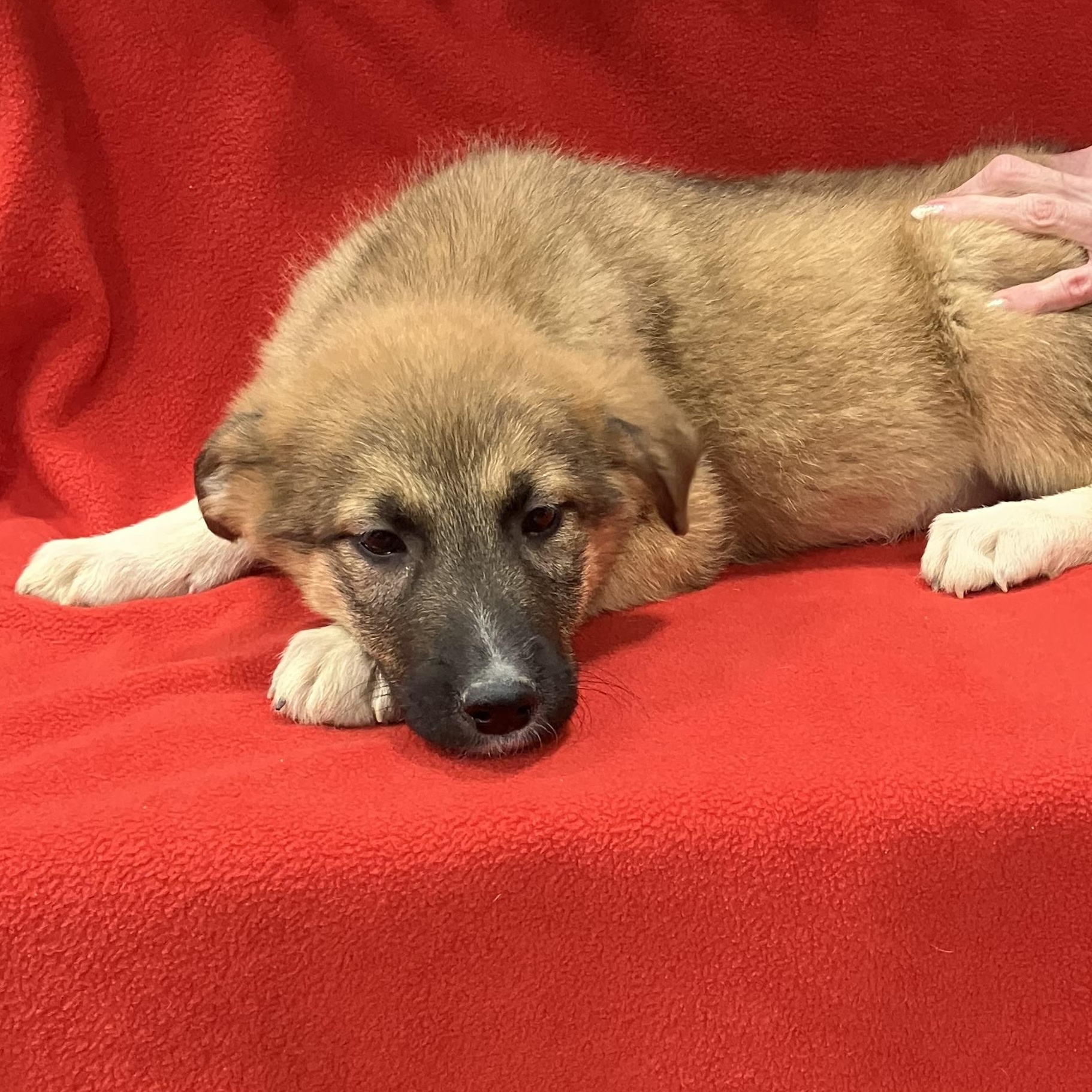 Enlarge Lisa, a ADOPTABLE mixed breed in Henderson, NV image 2/3