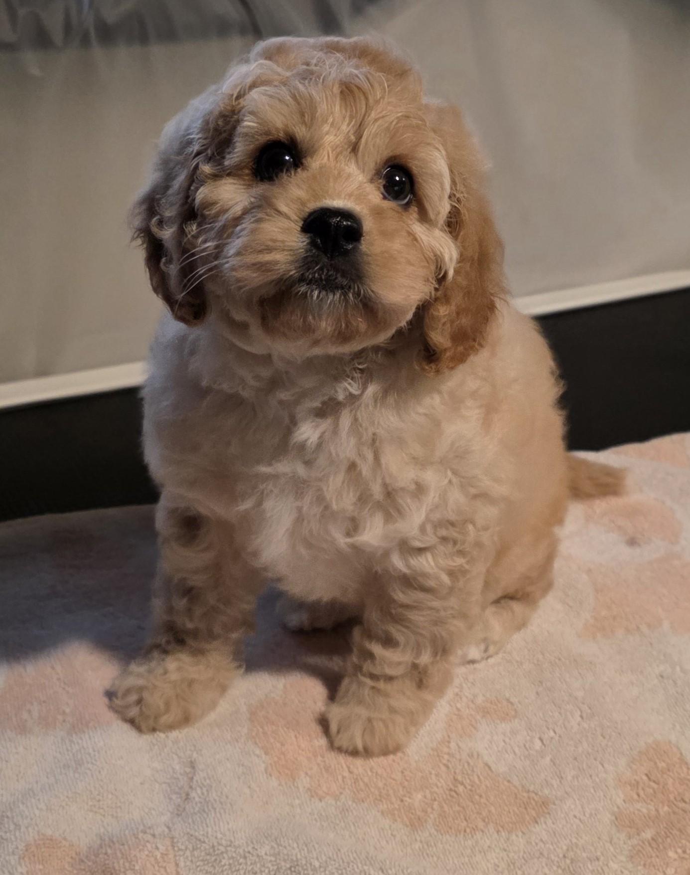 Marge, Adoptable, Puppy Female Cockapoo.