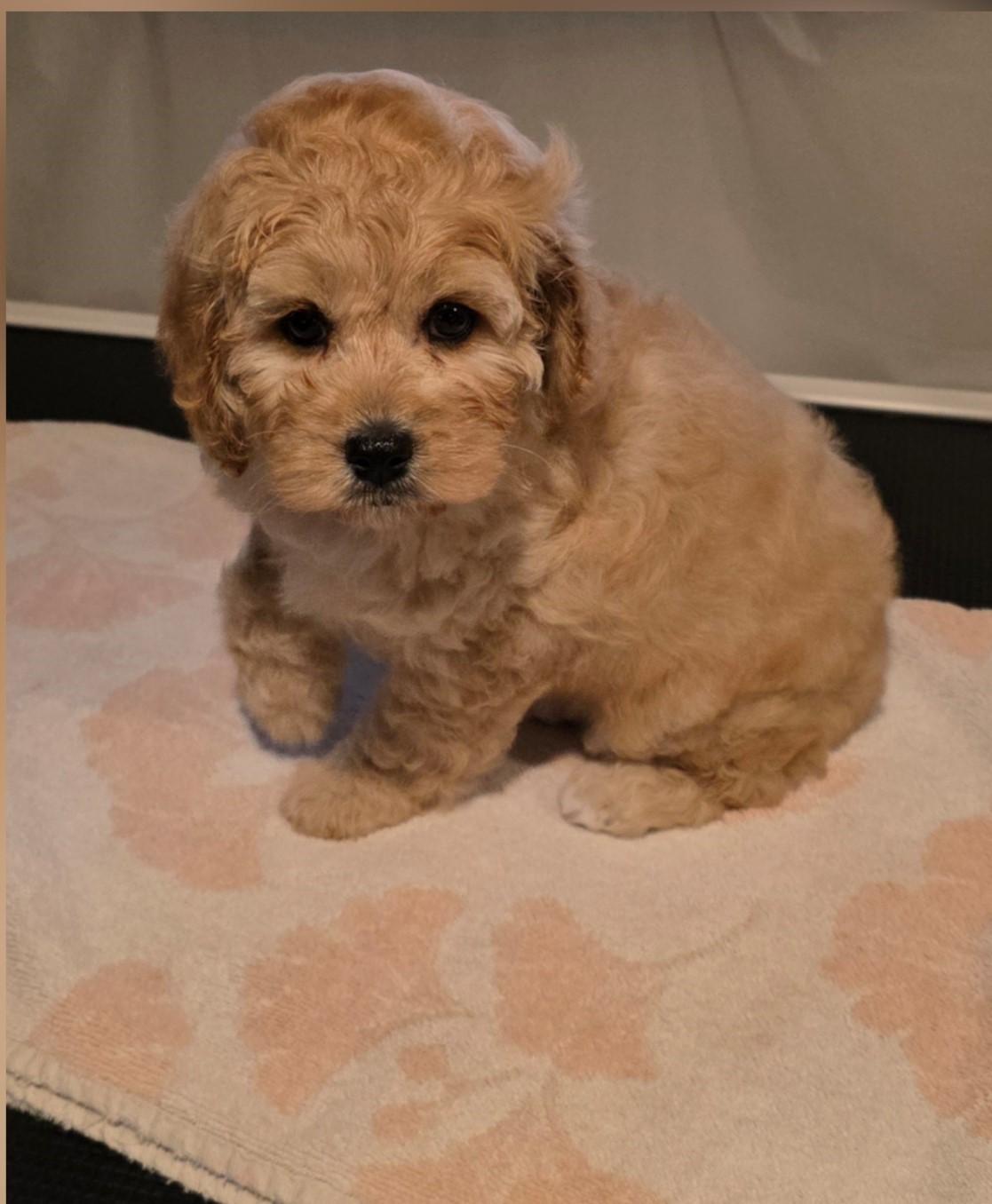 Enlarge Marge, a Adoptable Cockapoo in Grant, NE image 3/3