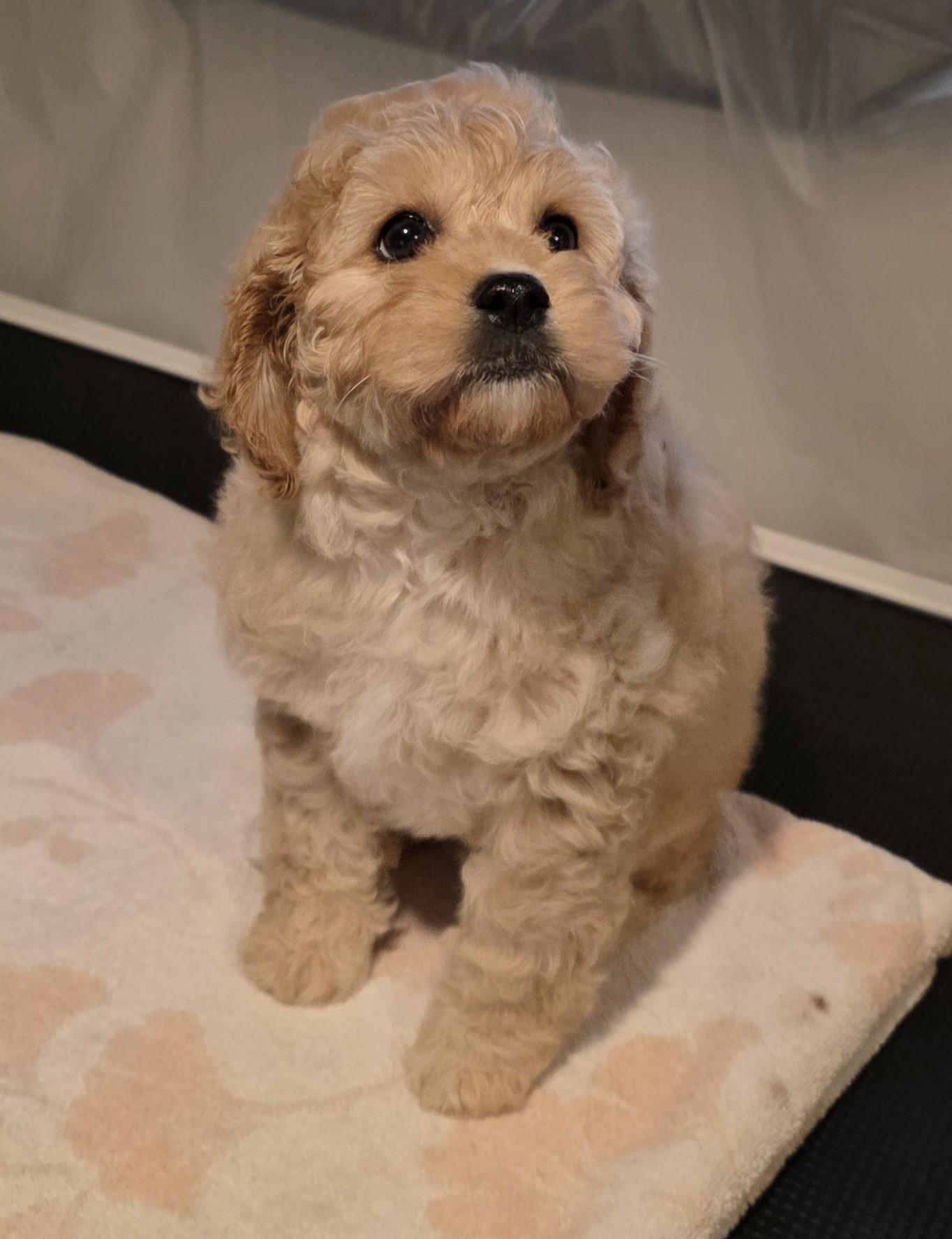 Enlarge Marge, a Adoptable Cockapoo in Grant, NE image 2/3