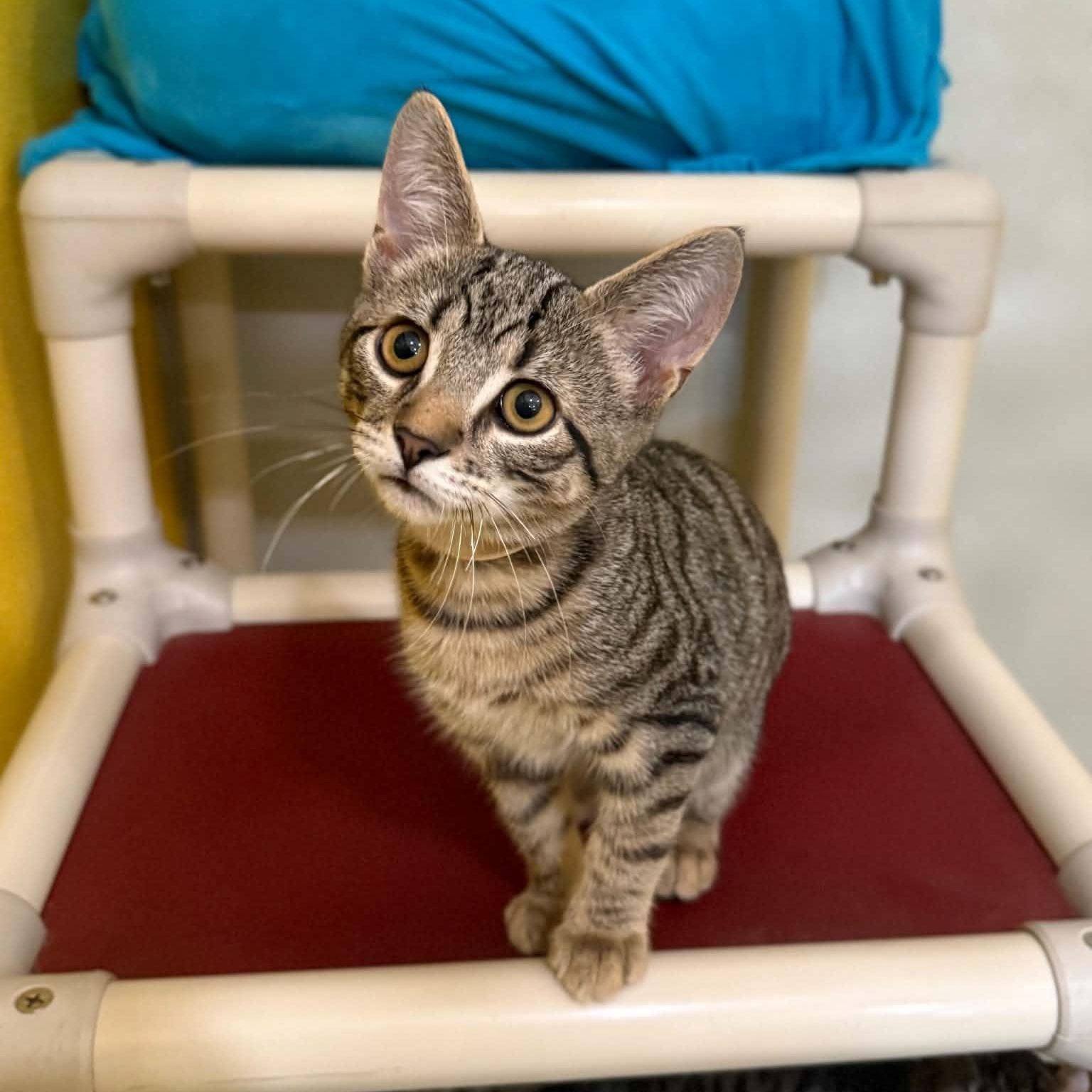 Enlarge Knucklehead, a Adoptable mixed breed in Penn Yan, NY image 3/4