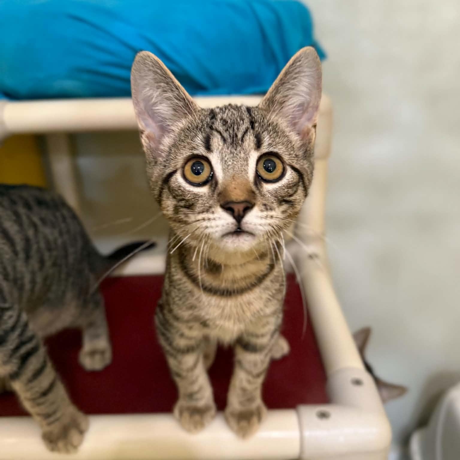 Enlarge Knucklehead, a Adoptable mixed breed in Penn Yan, NY image 4/4