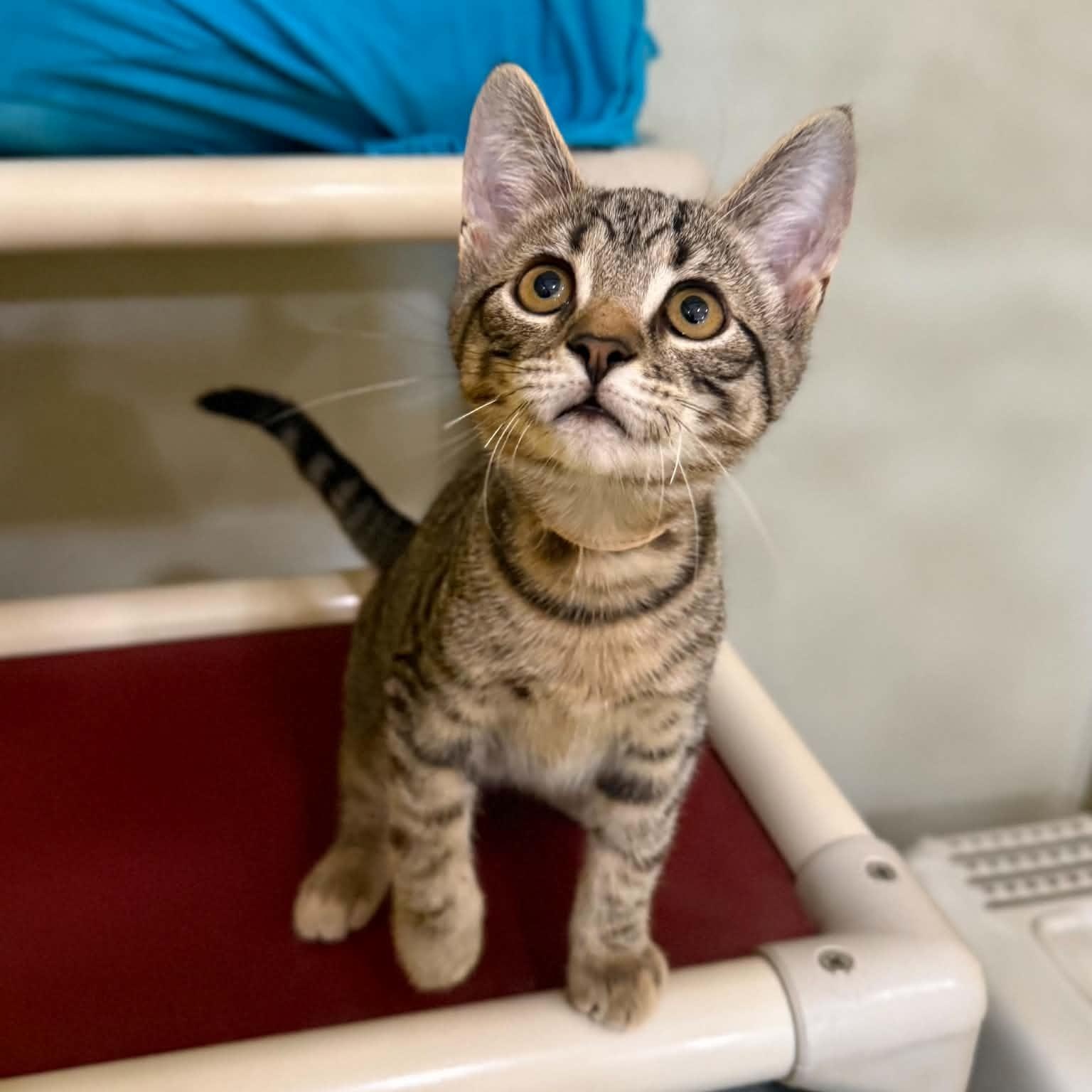 Knucklehead, Adoptable, Kitten Male Domestic Short Hair & Tabby.