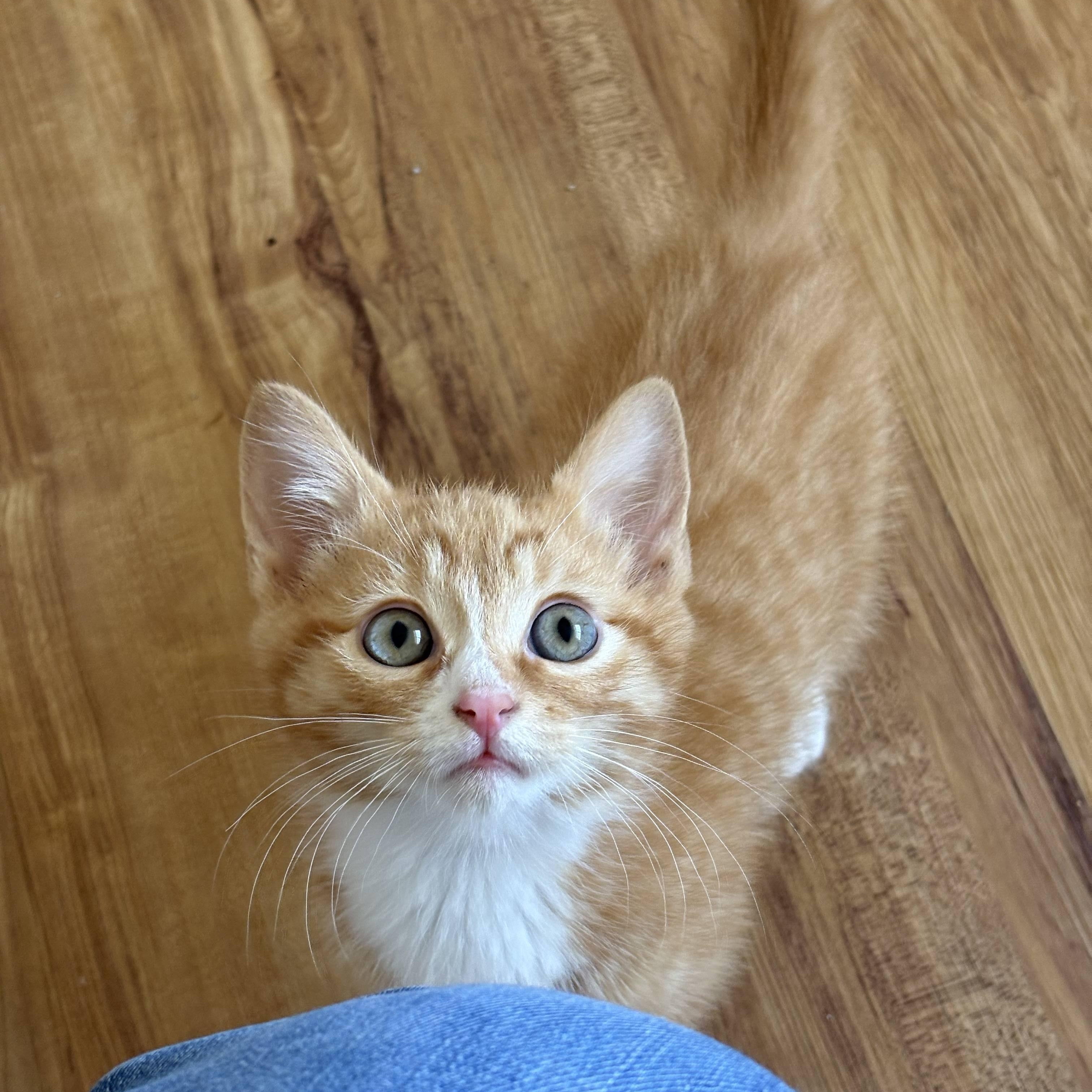 Bigfoot, adopted, Kitten Male Domestic Short Hair.