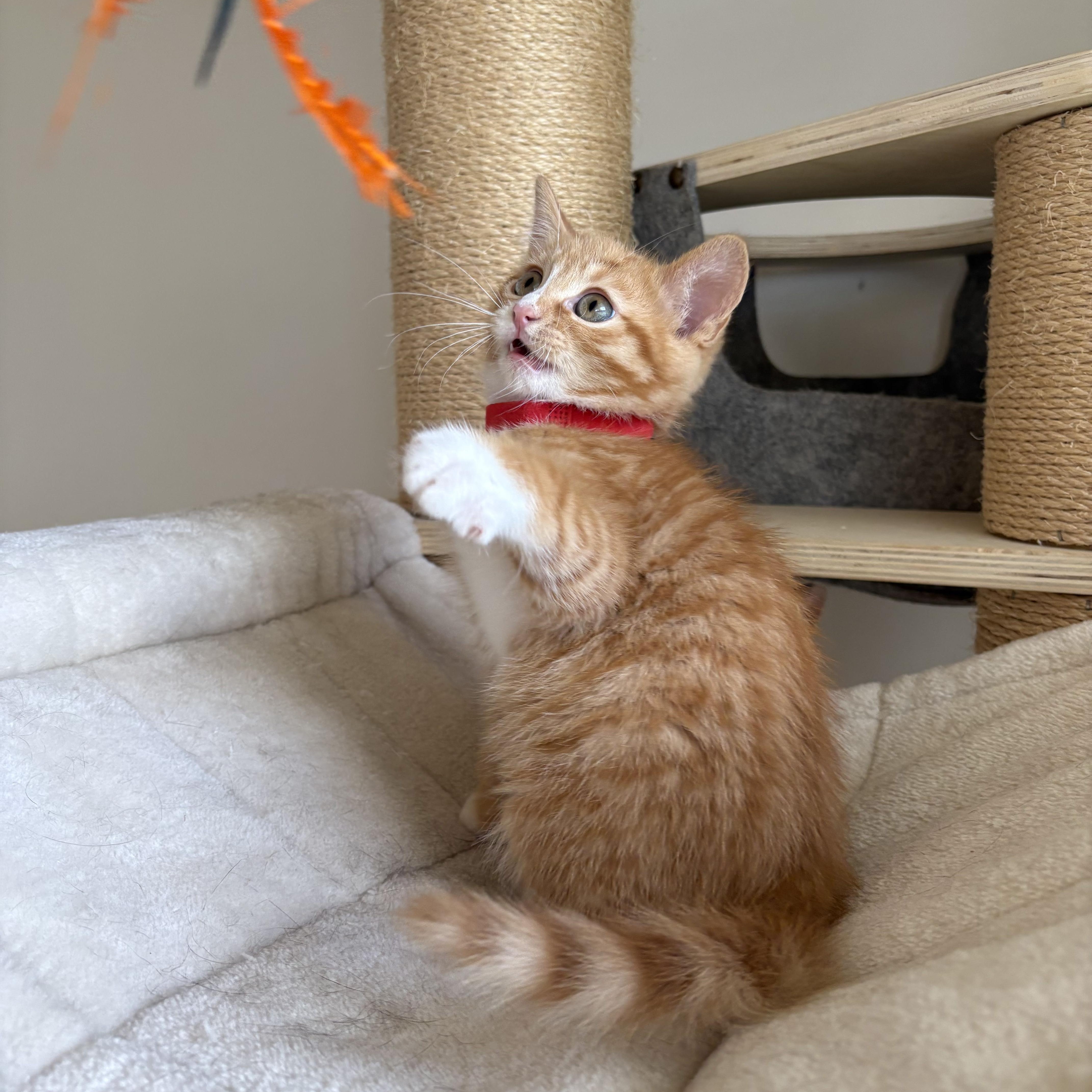 Enlarge Bigfoot, an adopted Domestic Short Hair in Bryan, TX image 6/6