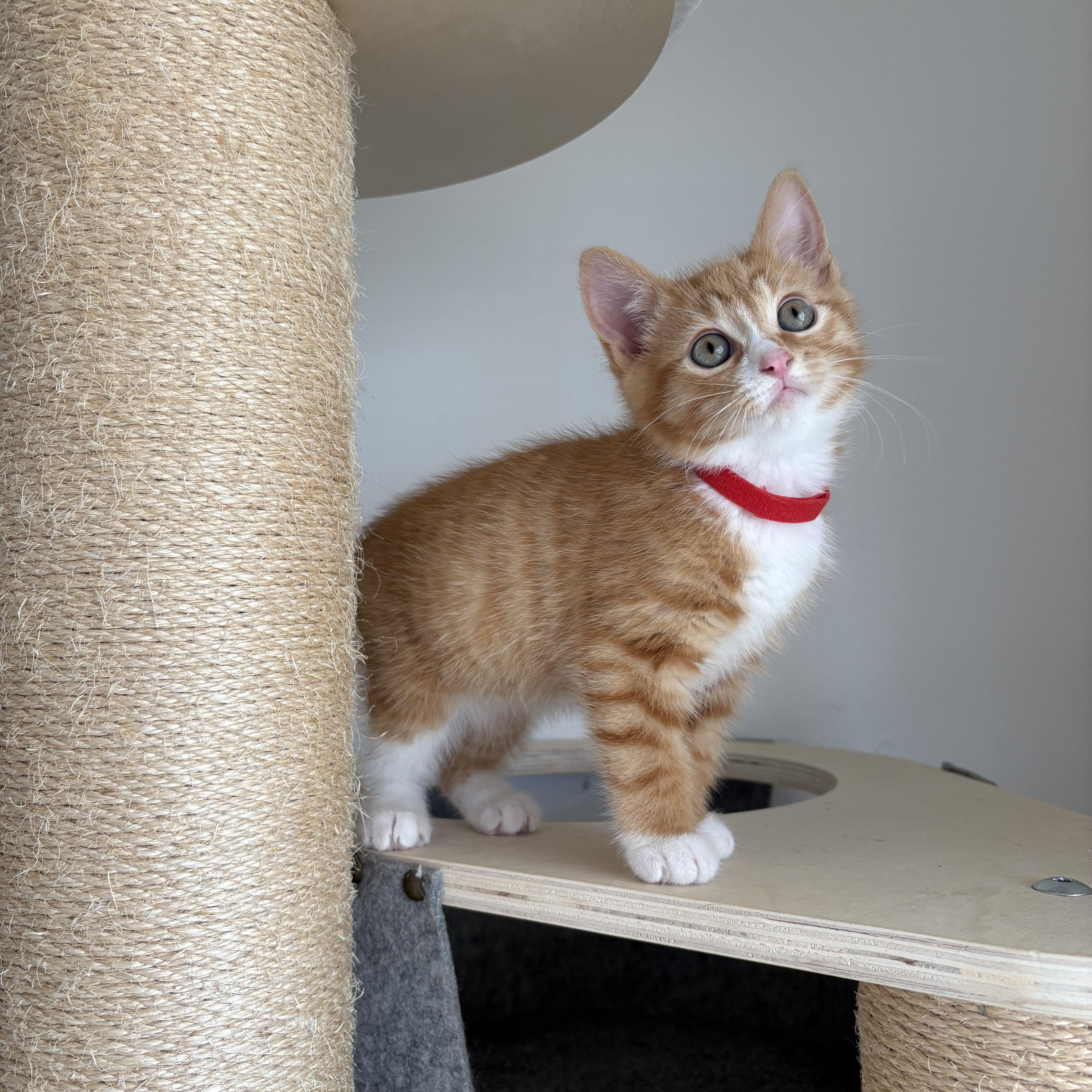 Enlarge Bigfoot, an adopted Domestic Short Hair in Bryan, TX image 5/6