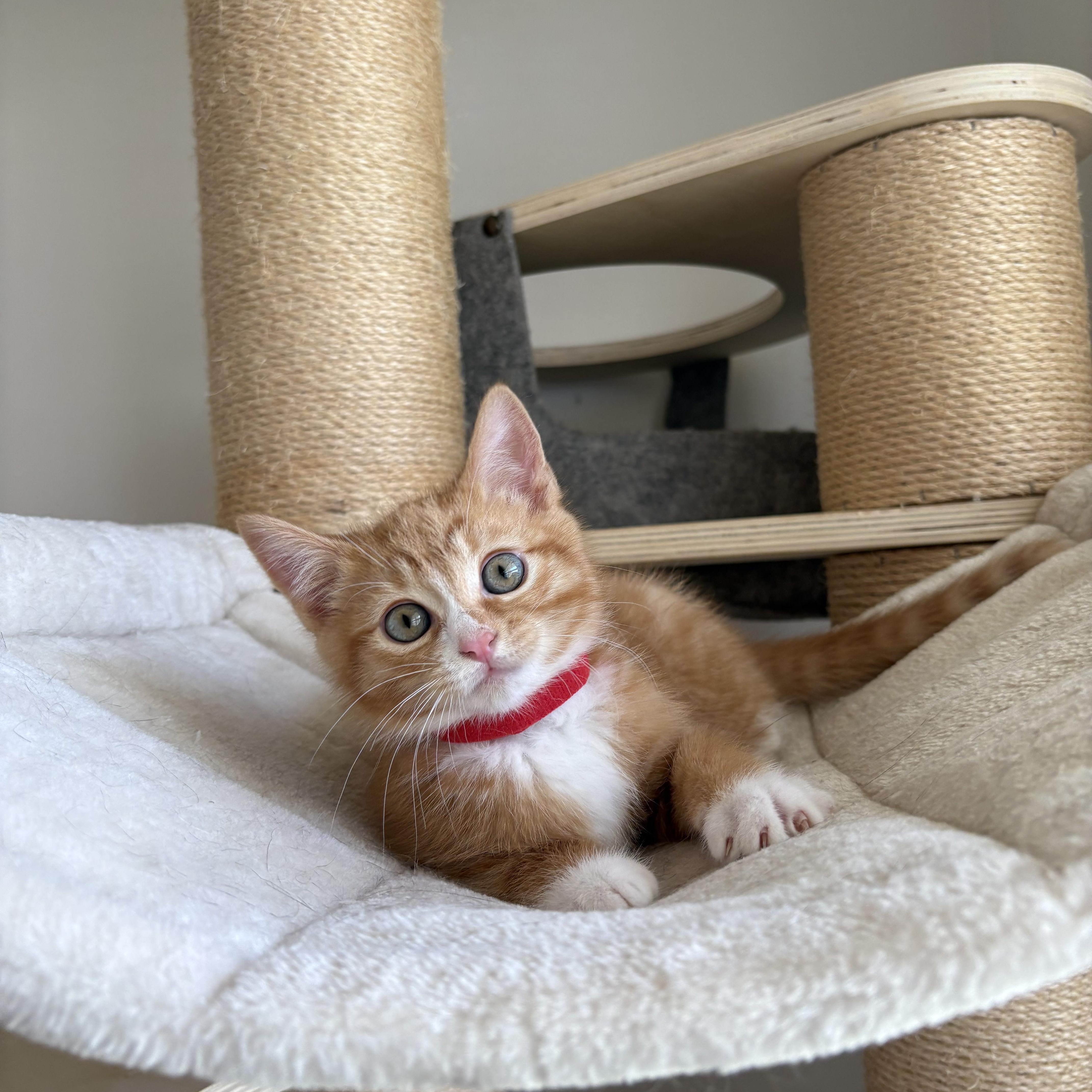 Enlarge Bigfoot, an adopted Domestic Short Hair in Bryan, TX image 4/6