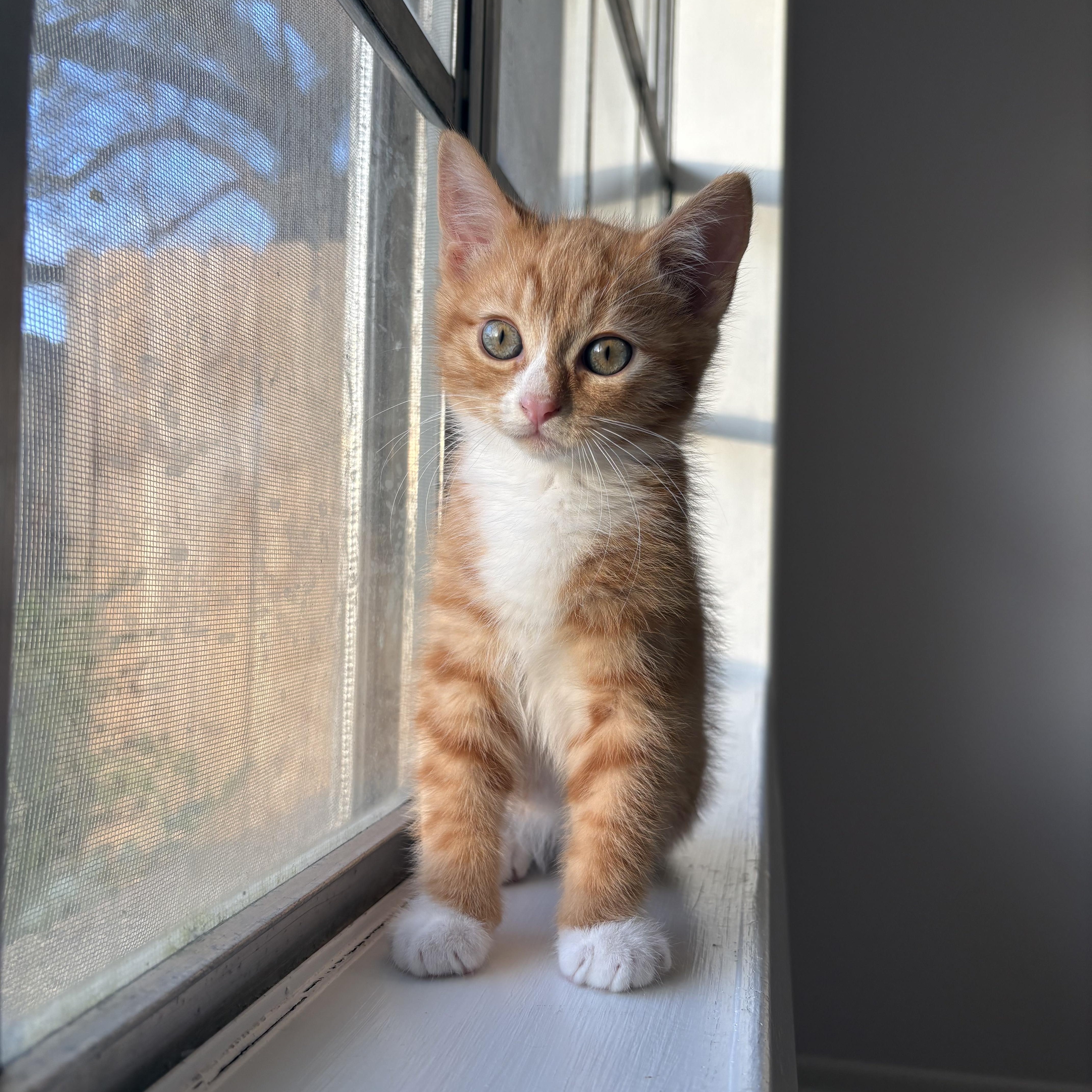 Enlarge Bigfoot, an adopted Domestic Short Hair in Bryan, TX image 3/6