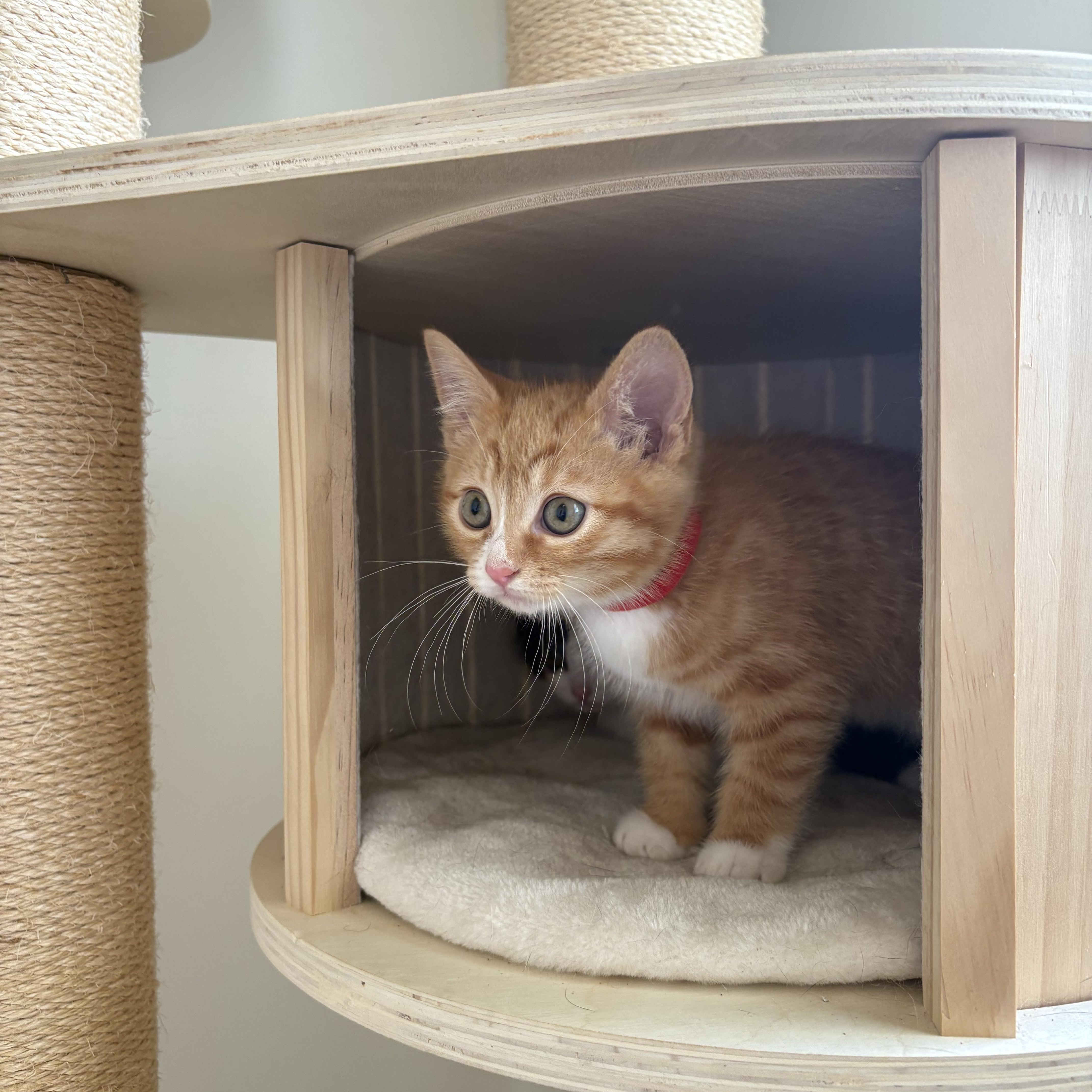 Enlarge Bigfoot, an adopted Domestic Short Hair in Bryan, TX image 2/6