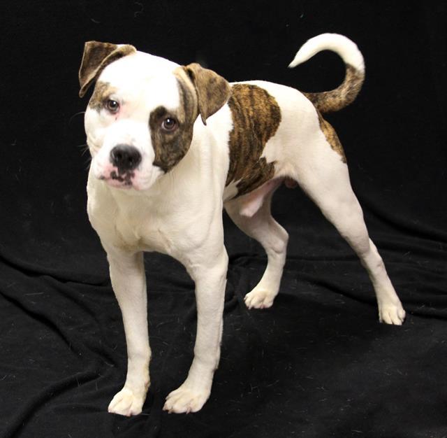 DUKE, Adoptable, Young Male American Bulldog & Mixed Breed.