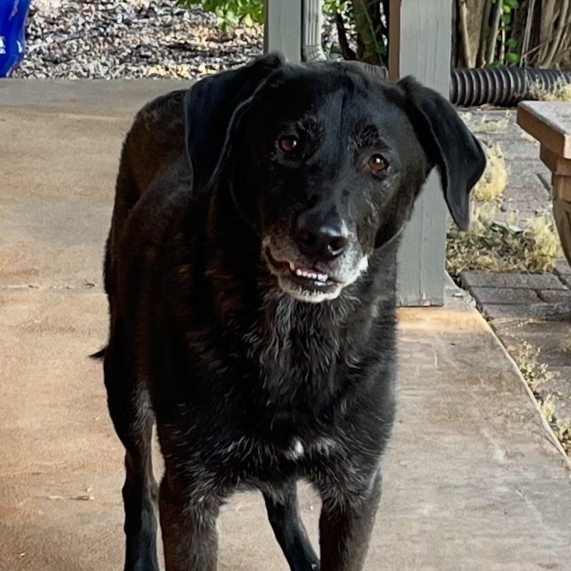Blackie, adopted, Senior Male Labrador Retriever.