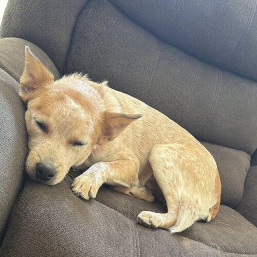 Ruger, Adoptable, Puppy Male Australian Cattle Dog / Blue Heeler.