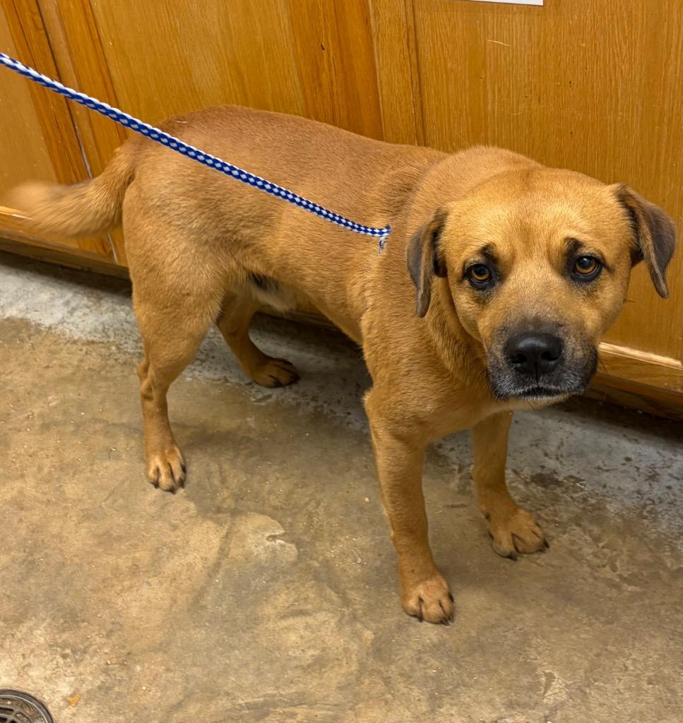 Enlarge Cash, a Adoptable mixed breed in Lockhart, TX image 1/1