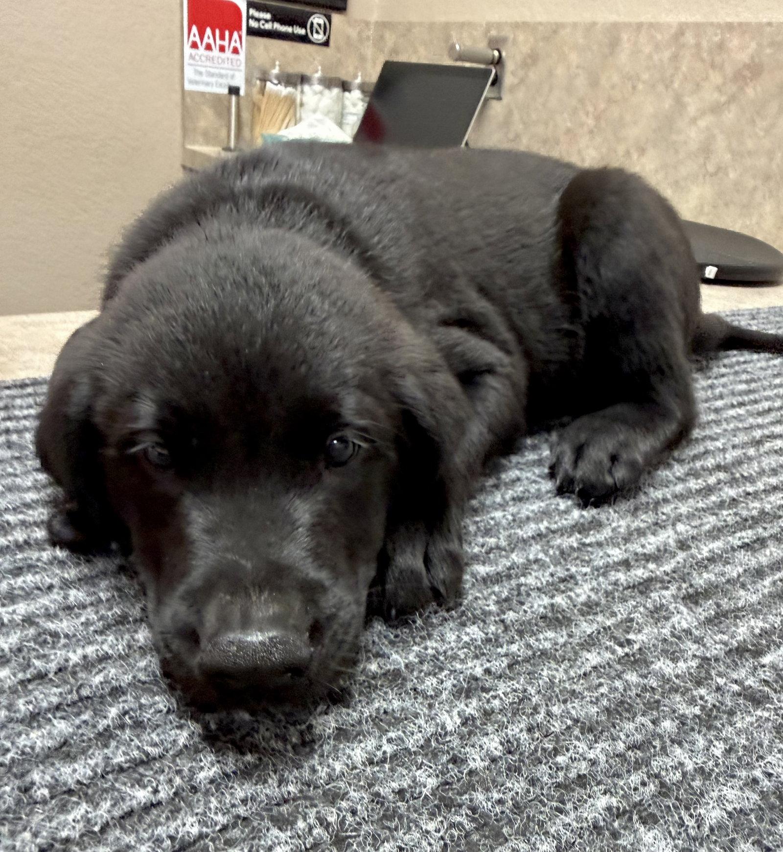 Enlarge Puppy 2 - Dark Blue, a Adoptable mixed breed in Denton, TX image 3/3