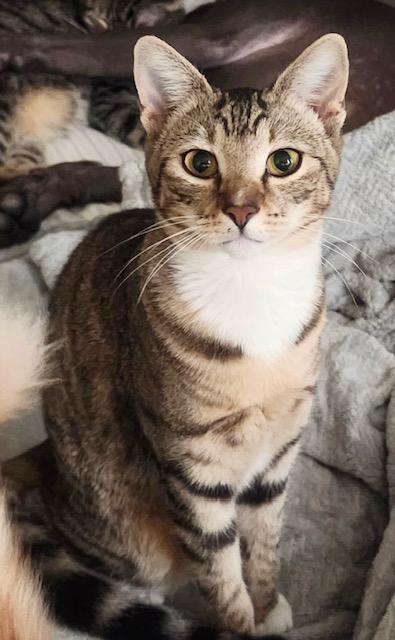 Jupiter, a Adoptable Domestic Short Hair in Mission Hills, CA image 1/6