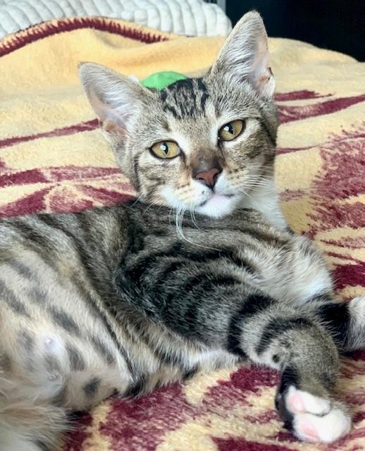 Jupiter, a Adoptable Domestic Short Hair in Mission Hills, CA image 4/6