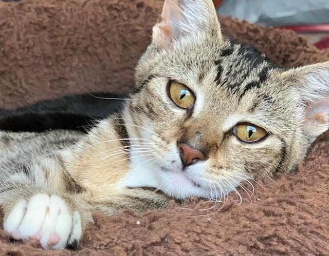 Jupiter, a Adoptable Domestic Short Hair in Mission Hills, CA image 3/6