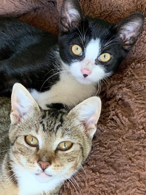 Jupiter, a Adoptable Domestic Short Hair in Mission Hills, CA image 6/6