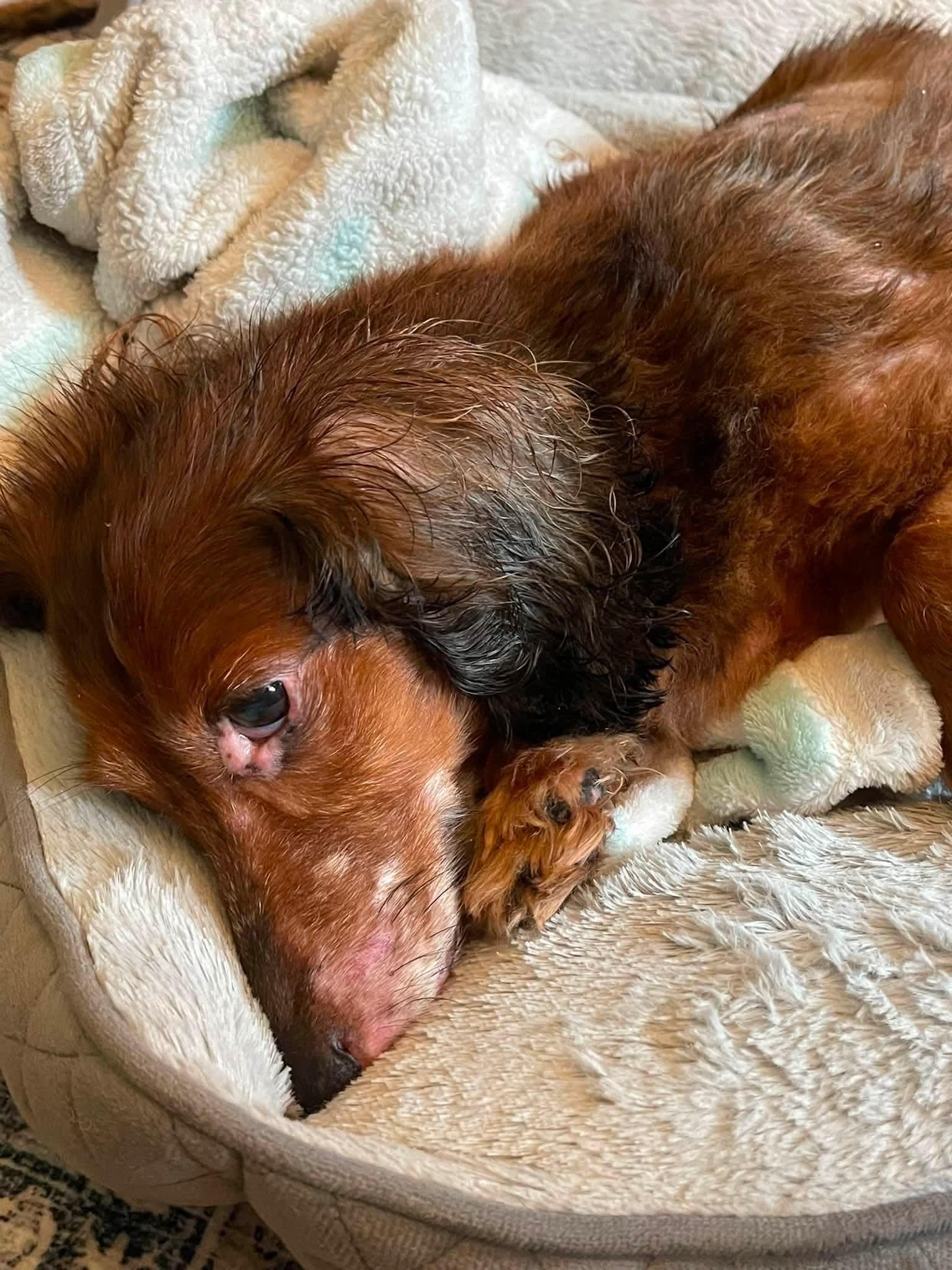 Enlarge Esther, a ADOPTABLE Dachshund (Long Haired) in Fort Walton Beach, FL image 4/4