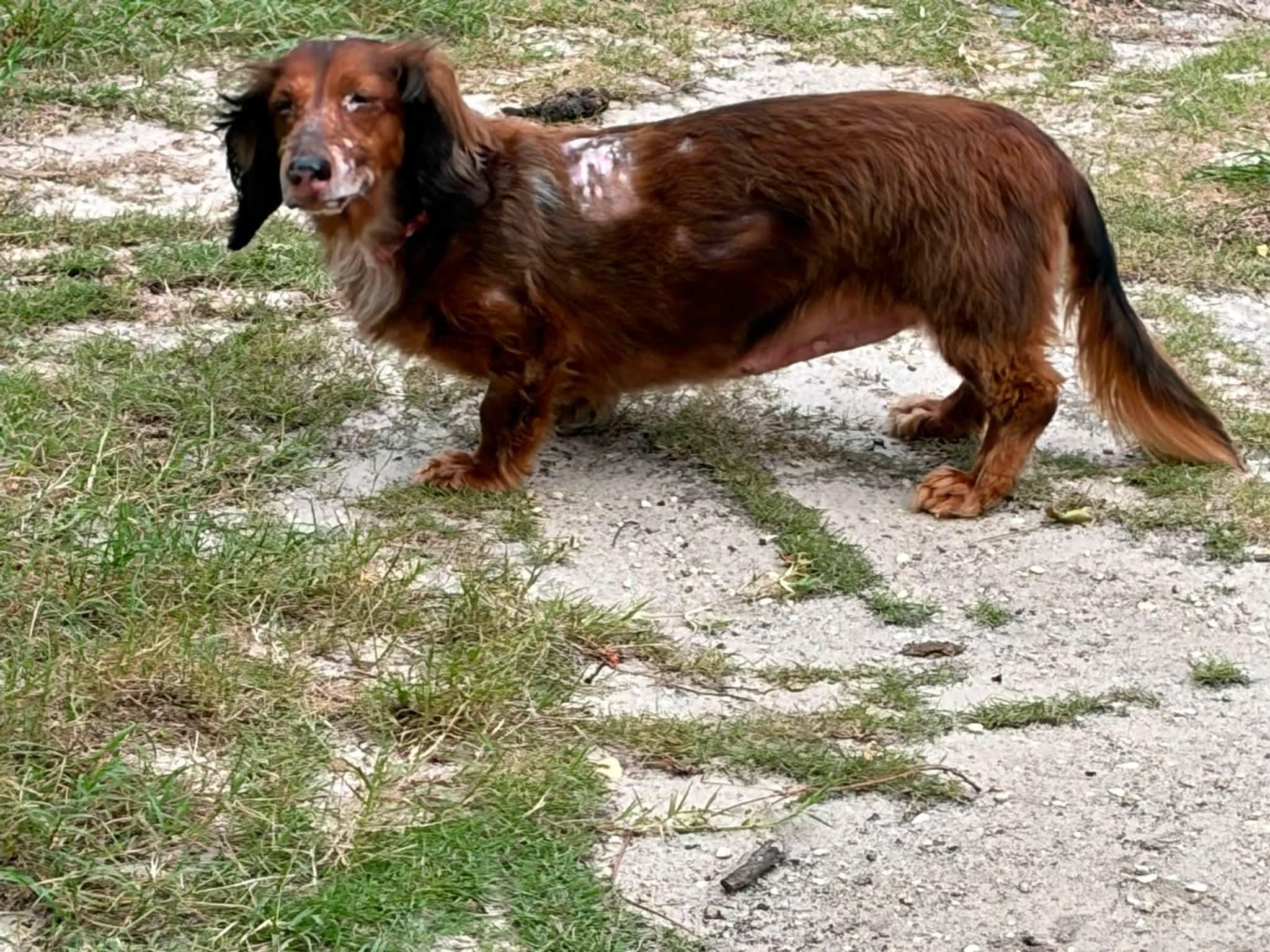 Enlarge Esther, a ADOPTABLE Dachshund (Long Haired) in Fort Walton Beach, FL image 2/4