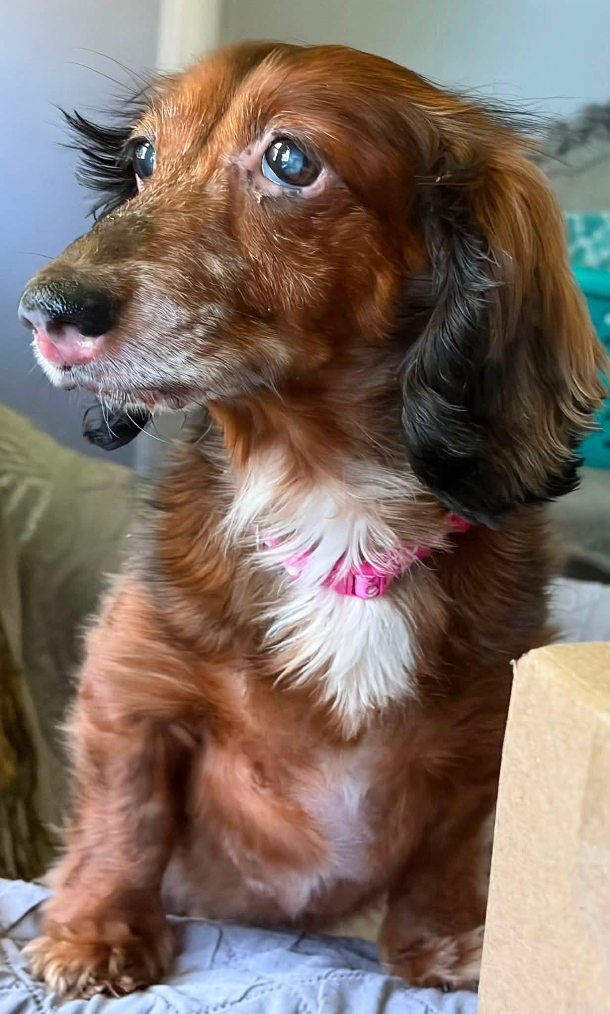 Enlarge Esther, a ADOPTABLE Dachshund (Long Haired) in Fort Walton Beach, FL image 1/4