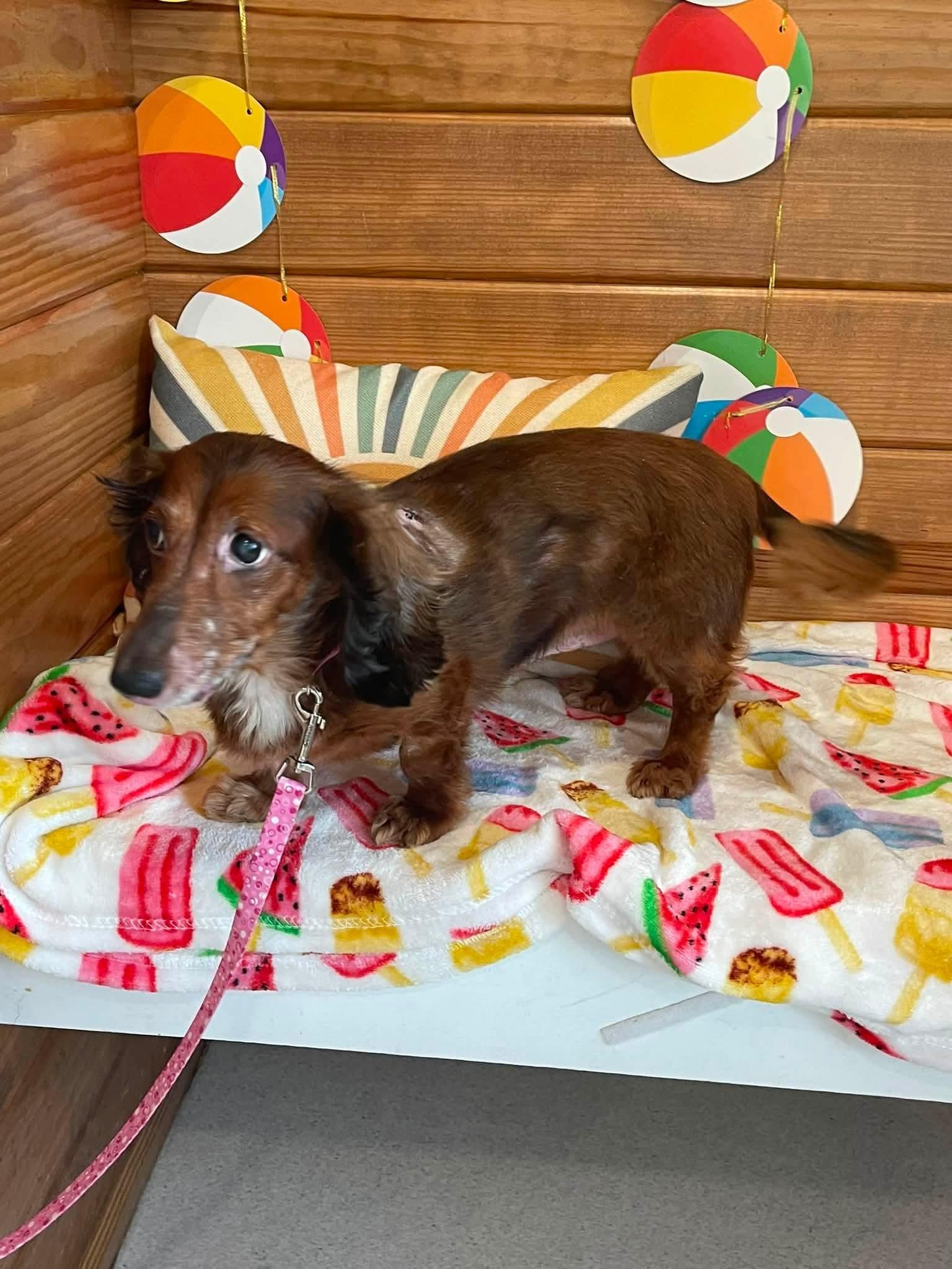 Enlarge Esther, a ADOPTABLE Dachshund (Long Haired) in Fort Walton Beach, FL image 3/4