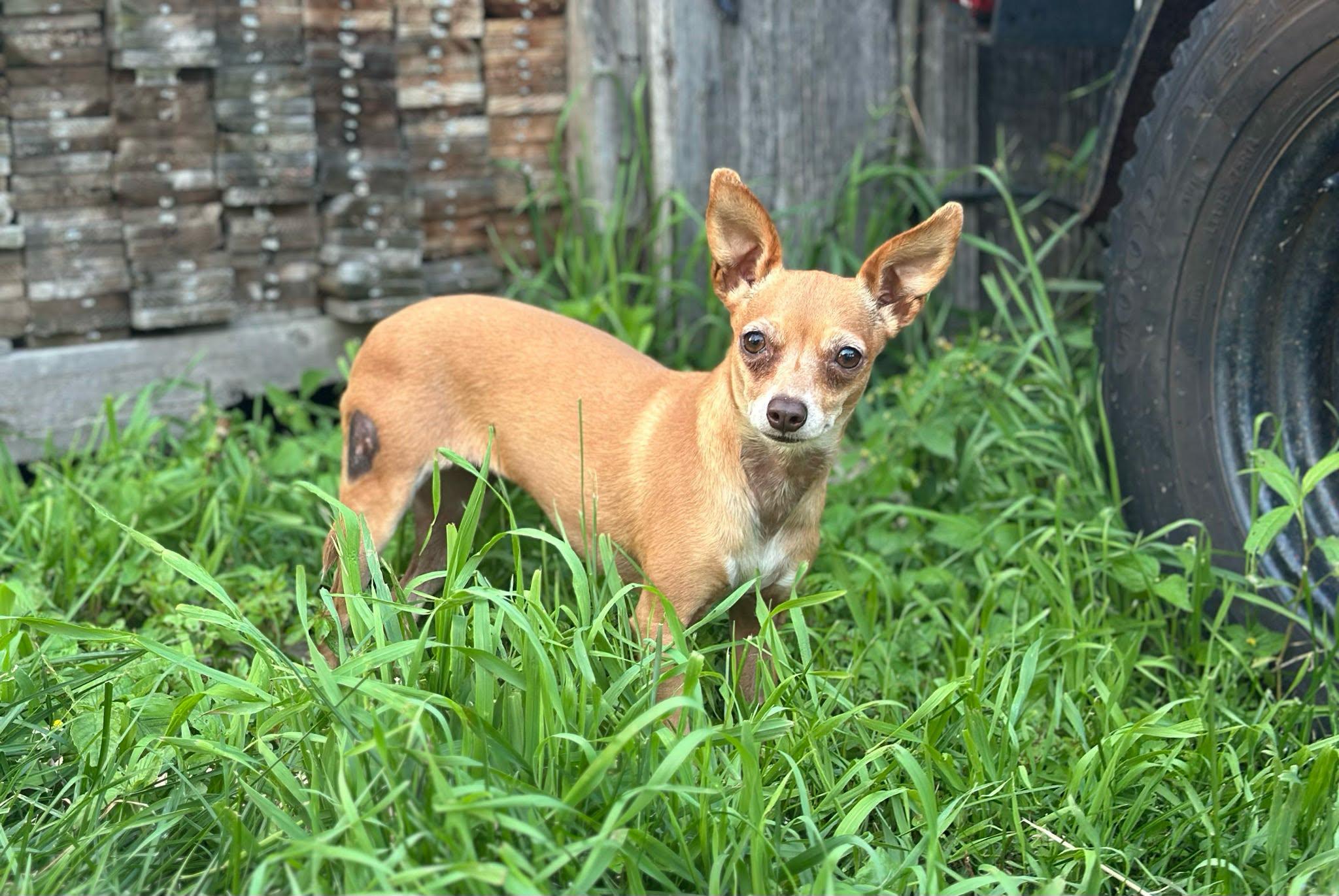 Enlarge Lolo (Please read description), a ADOPTABLE Chihuahua in De Pere, WI image 2/5