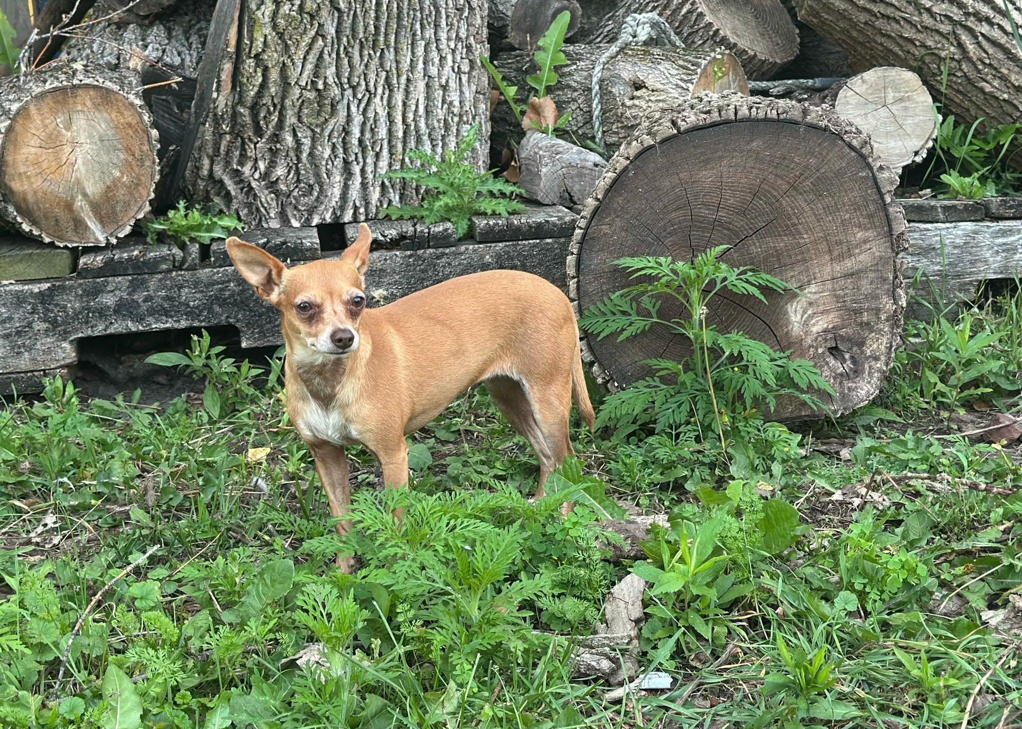 Enlarge Lolo (Please read description), a ADOPTABLE Chihuahua in De Pere, WI image 1/5