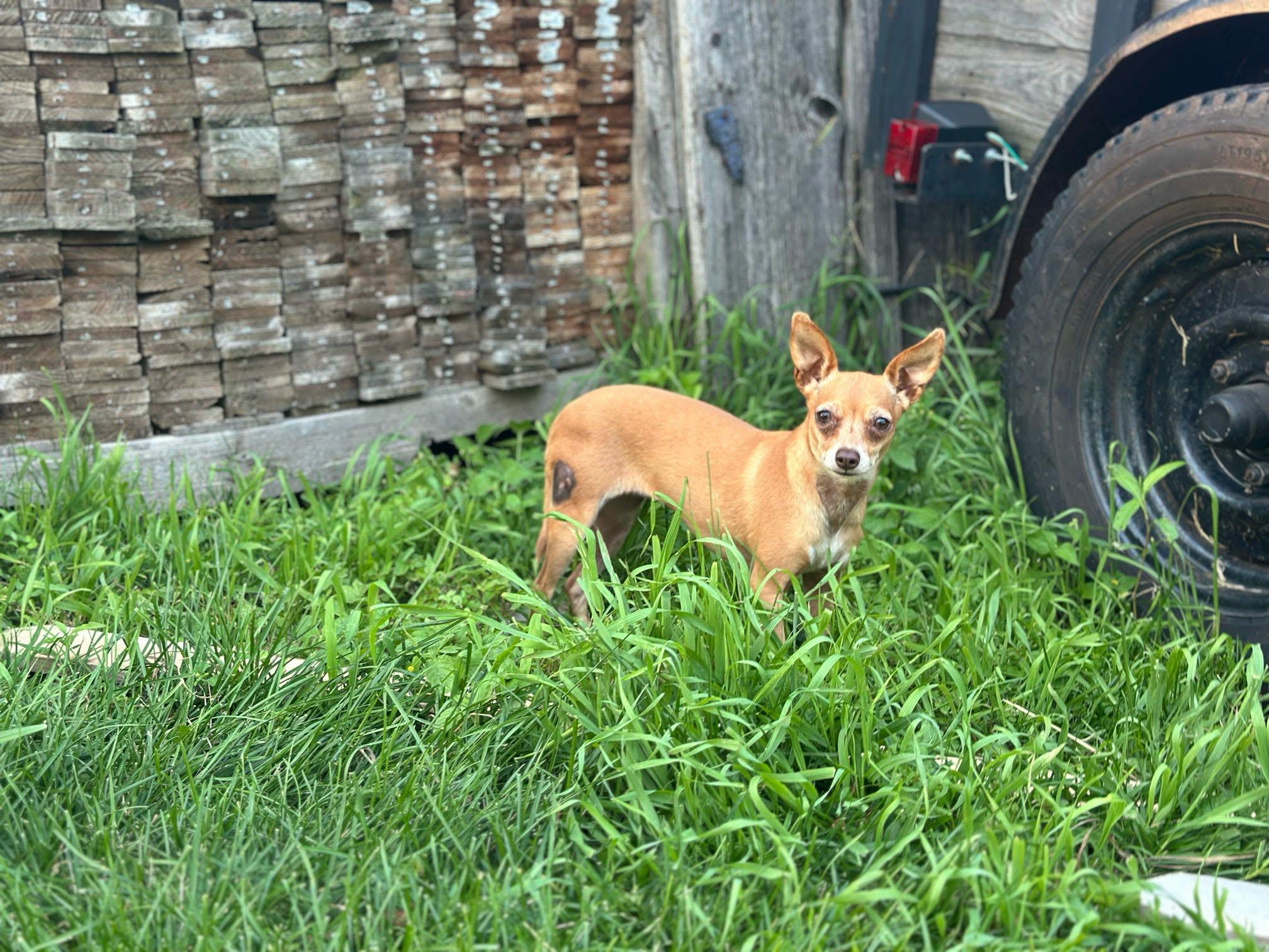 Enlarge Lolo (Please read description), a ADOPTABLE Chihuahua in De Pere, WI image 4/5