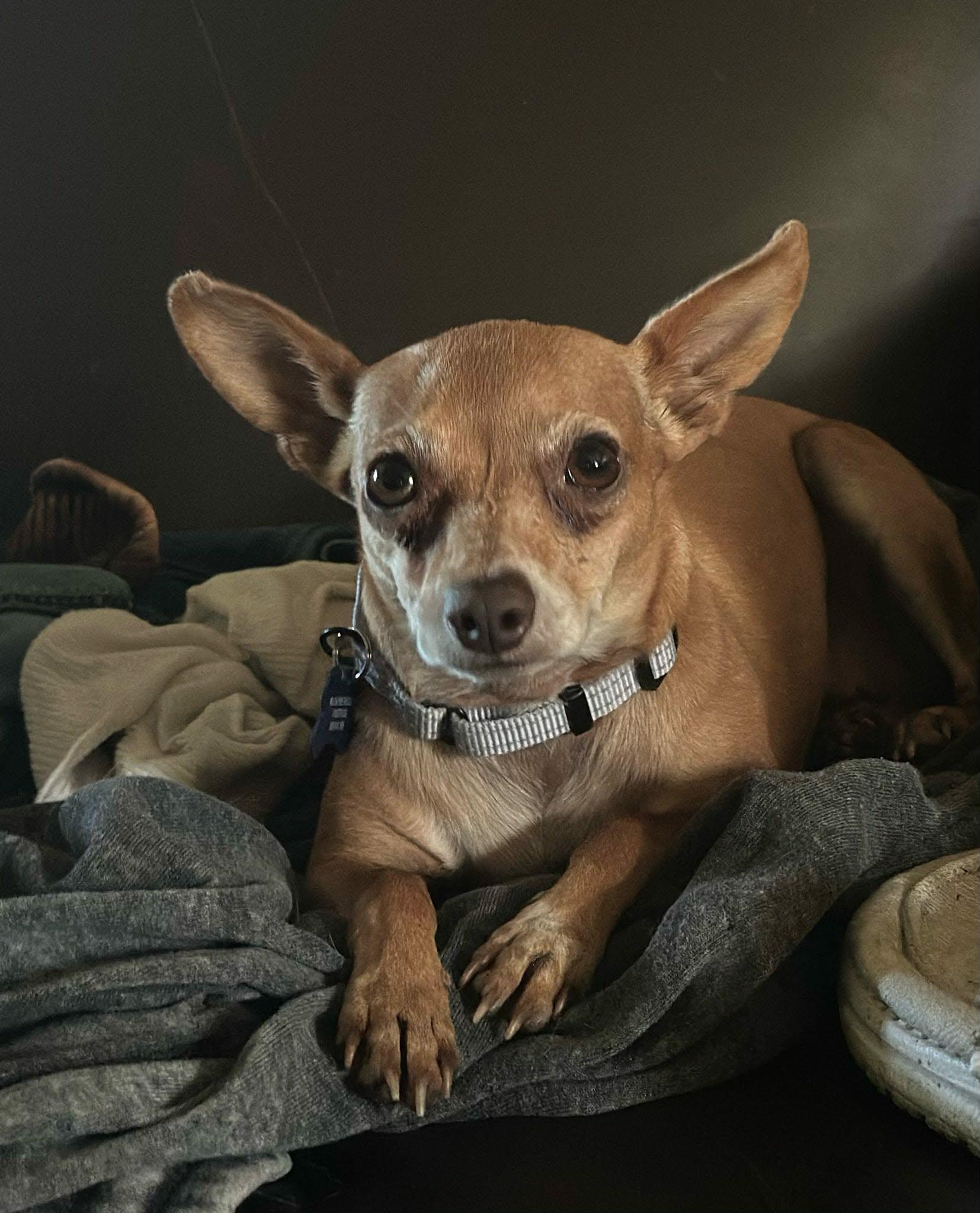 Enlarge Lolo (Please read description), a ADOPTABLE Chihuahua in De Pere, WI image 5/5