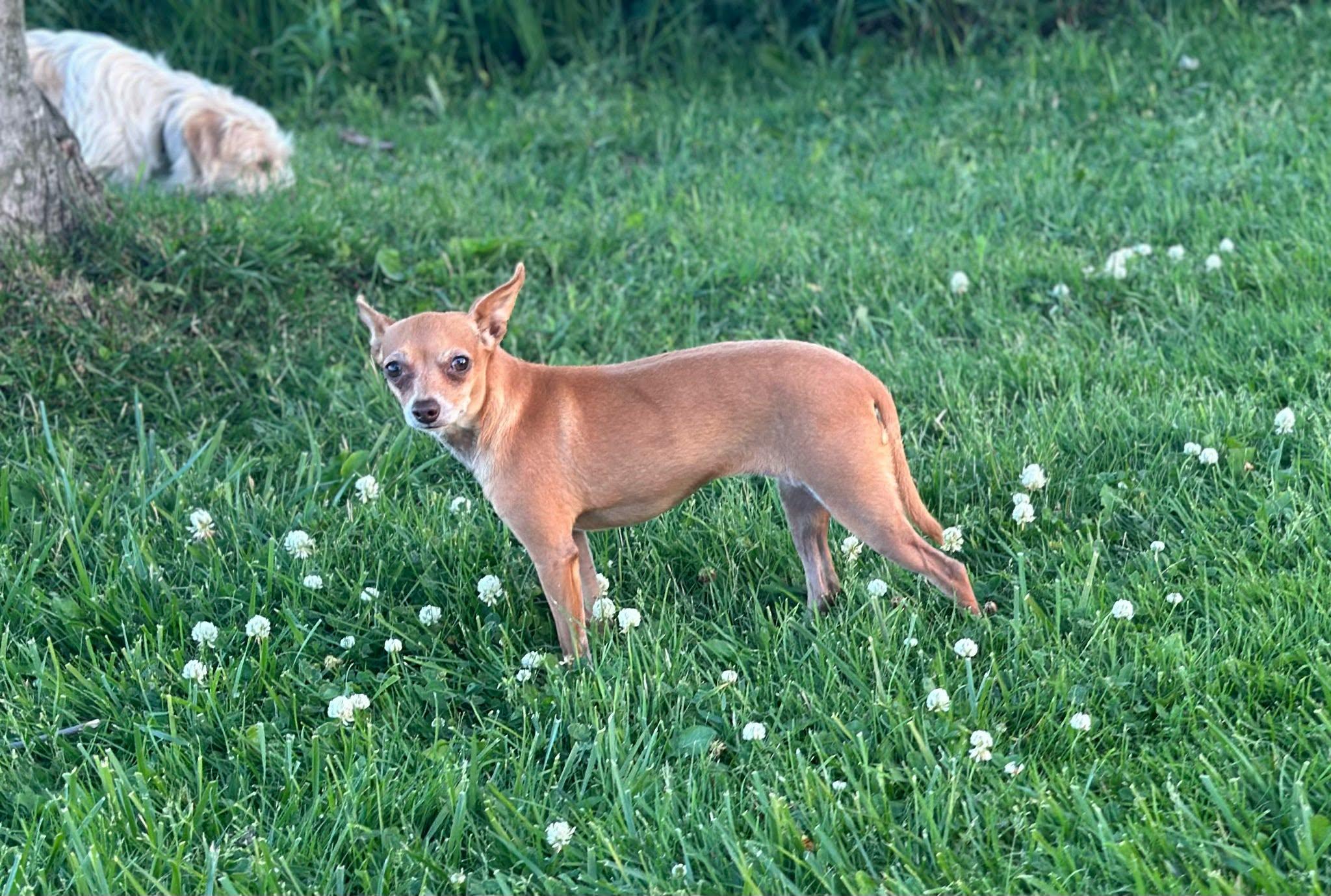 Enlarge Lolo (Please read description), a ADOPTABLE Chihuahua in De Pere, WI image 3/5