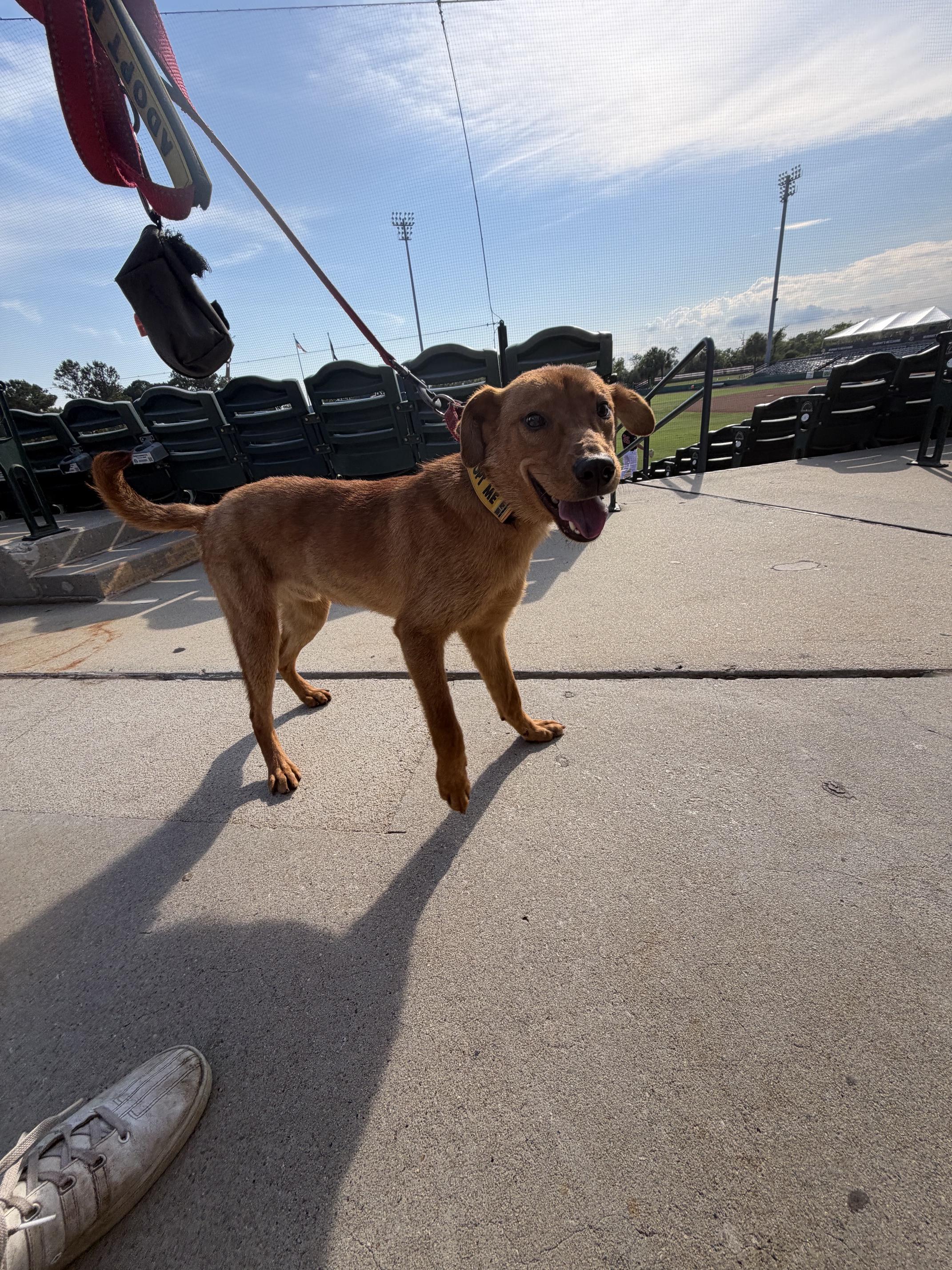 Enlarge Peter, a ADOPTABLE mixed breed in charleston, SC image 6/6