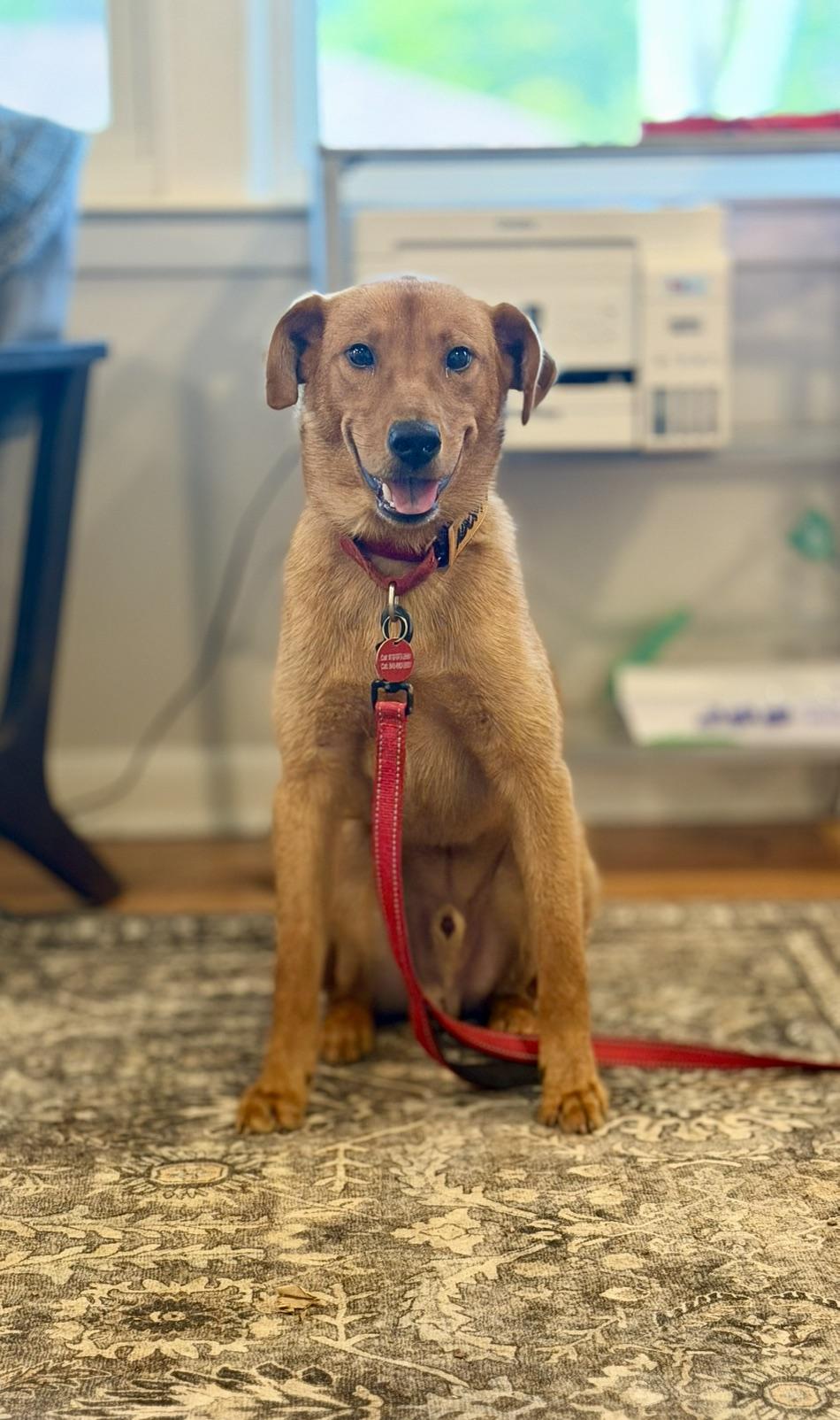 Enlarge Peter, a ADOPTABLE mixed breed in charleston, SC image 1/6