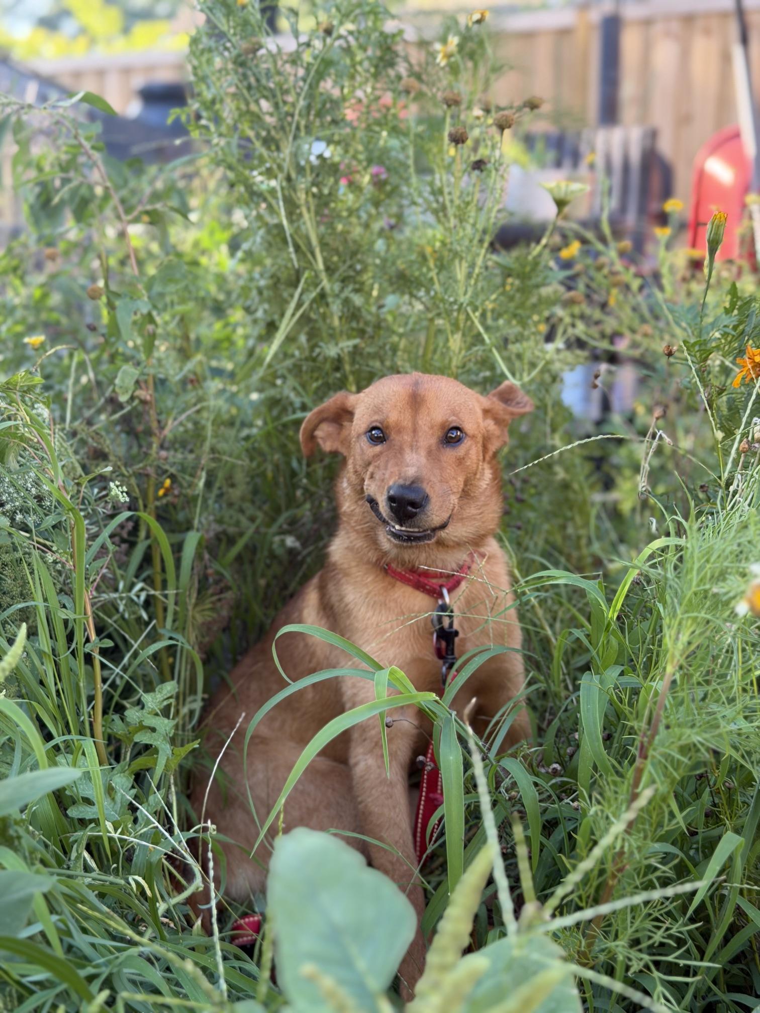 Enlarge Peter, a ADOPTABLE mixed breed in charleston, SC image 3/6