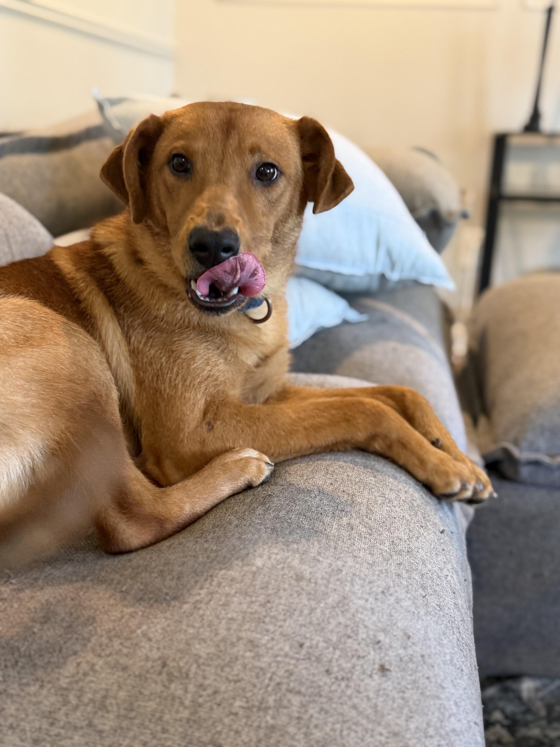 Enlarge Peter, a ADOPTABLE mixed breed in charleston, SC image 2/6