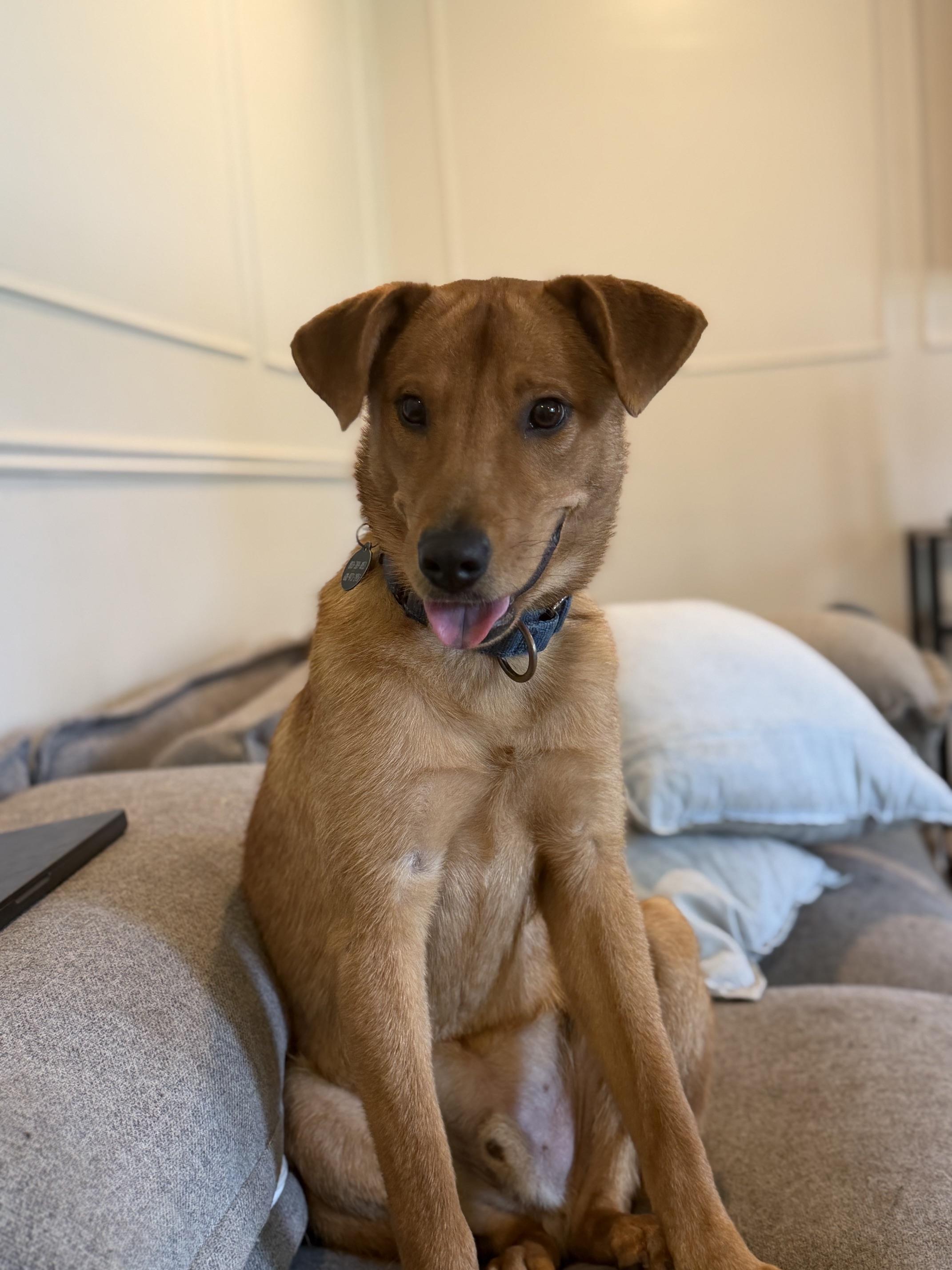 Enlarge Peter, a ADOPTABLE mixed breed in charleston, SC image 5/6