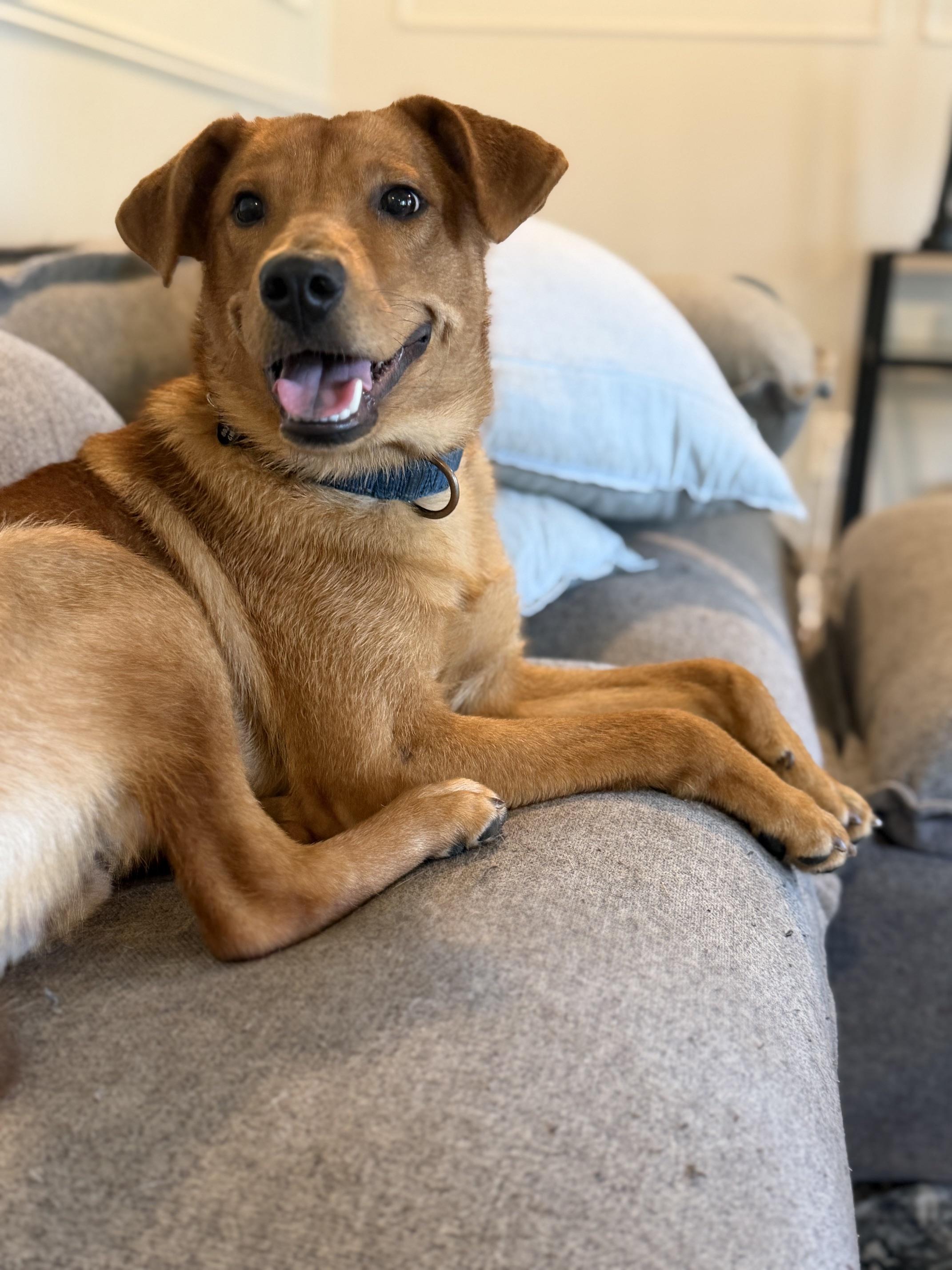 Enlarge Peter, a ADOPTABLE mixed breed in charleston, SC image 4/6