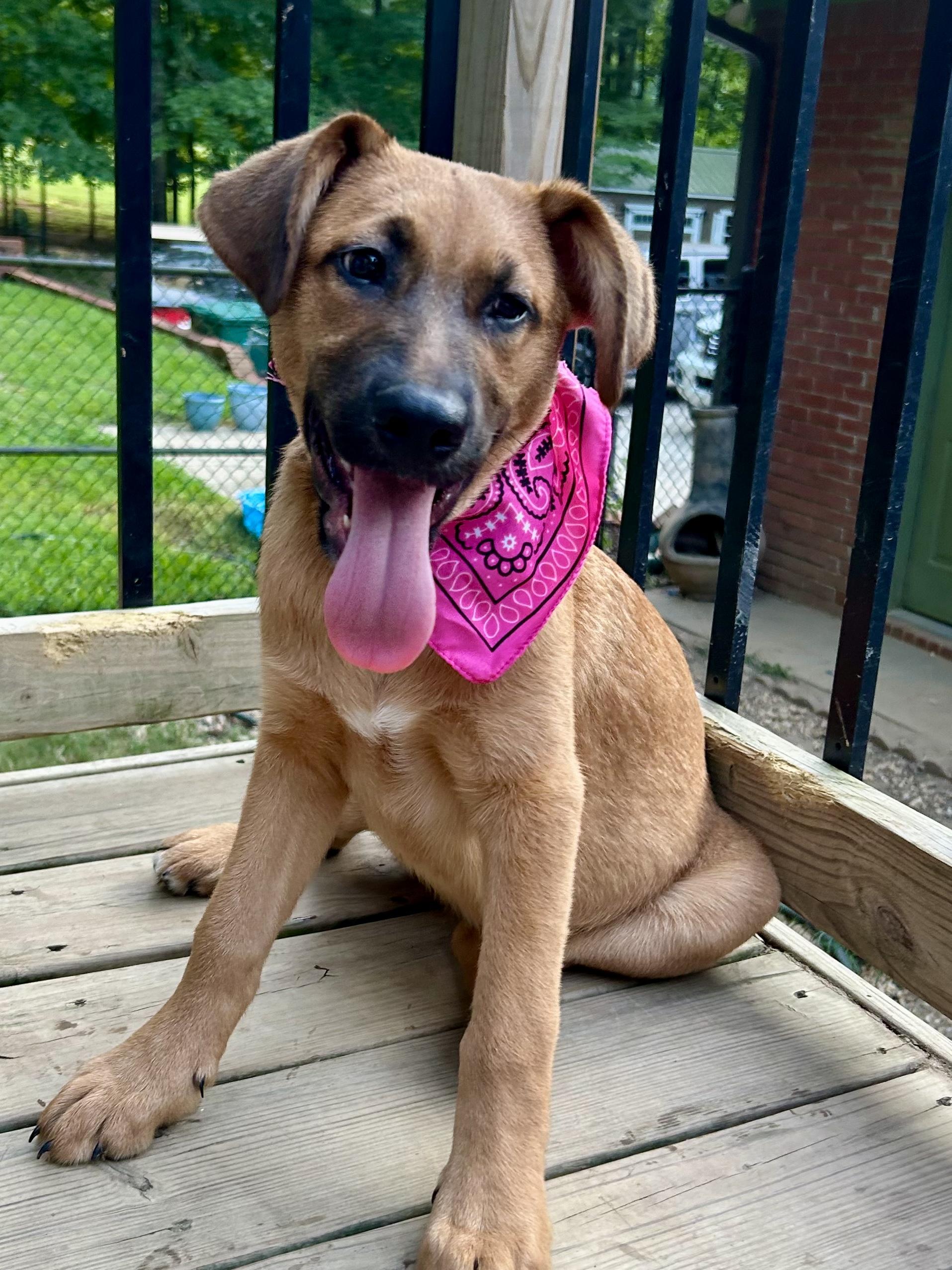 FAWN — thumbnail 2